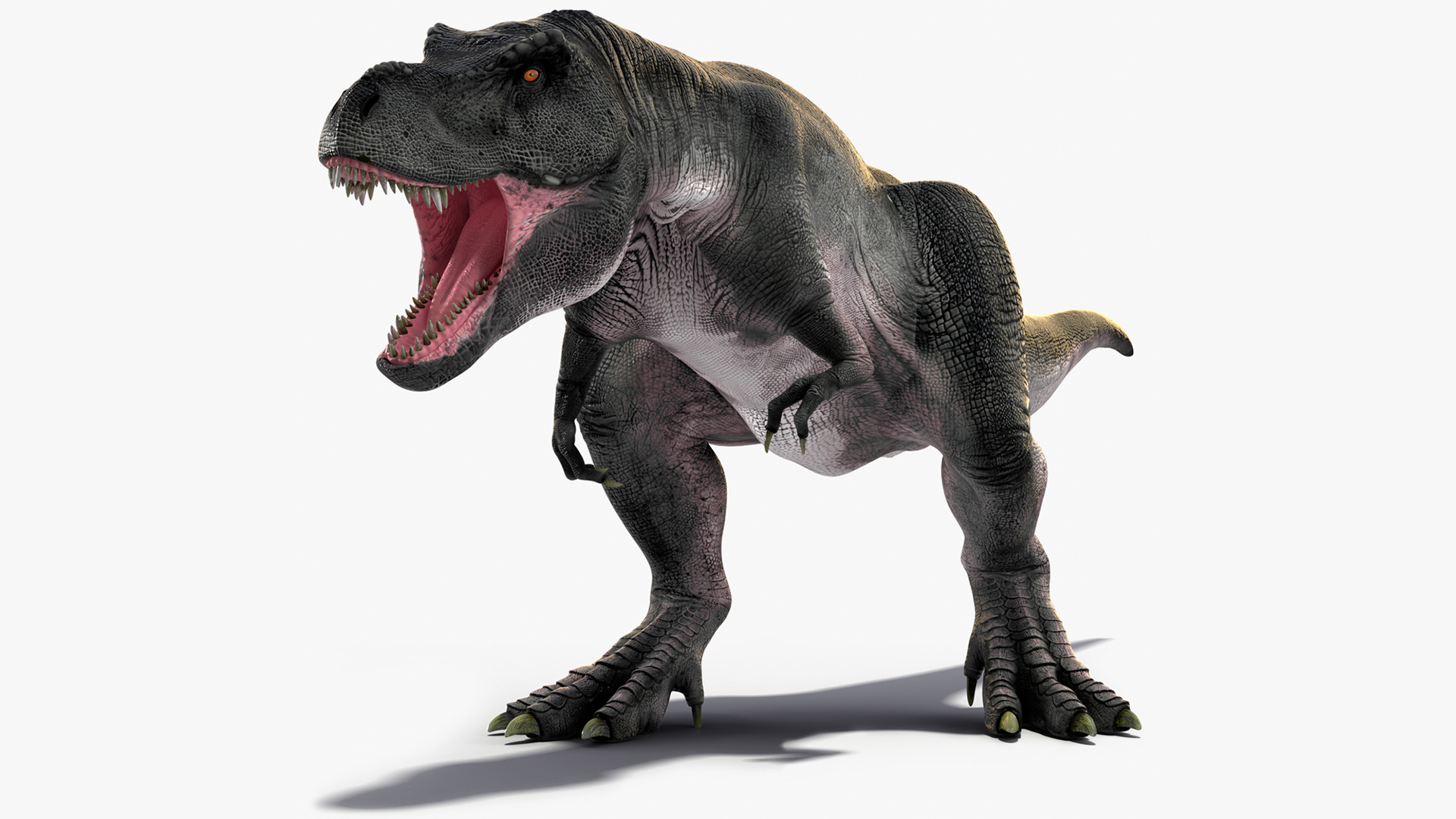 T Rex Roaring Animated Rigged 3D model