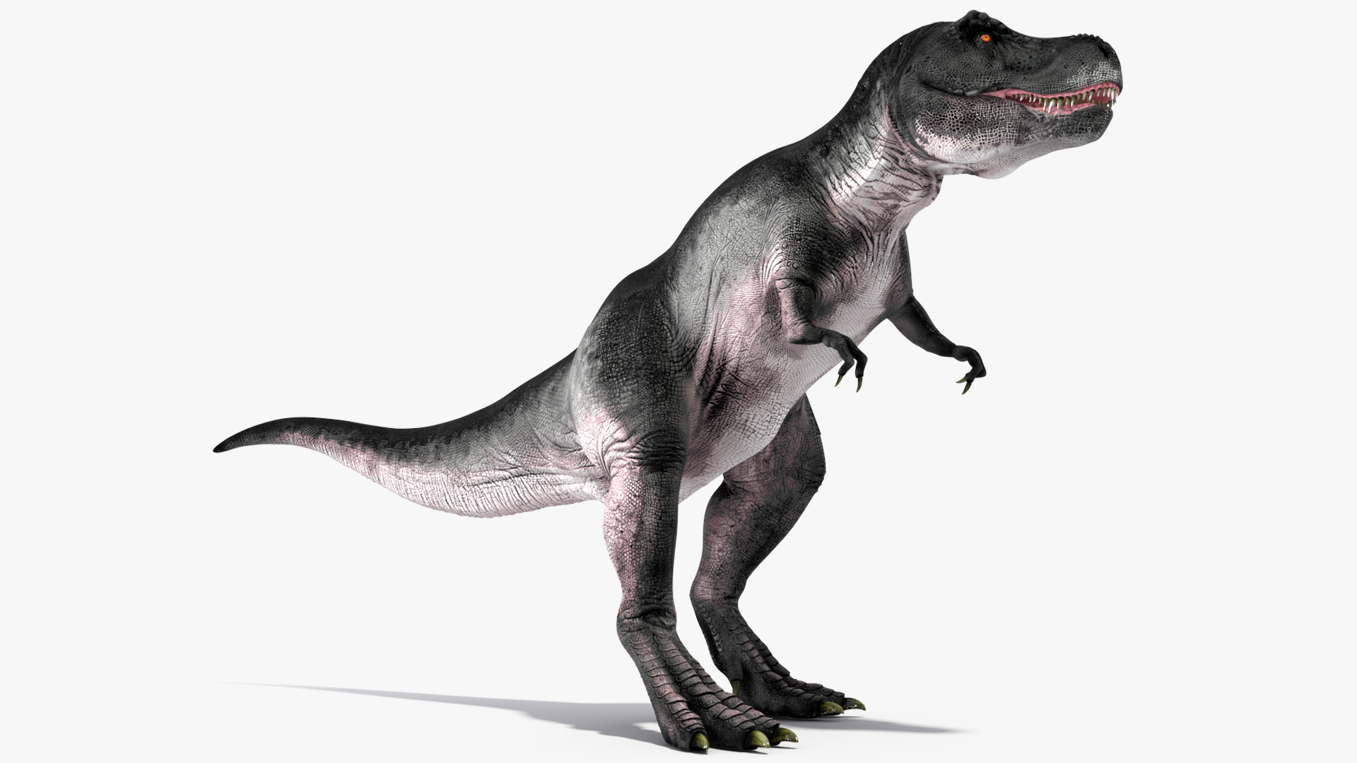 T Rex Roaring Animated Rigged 3D model