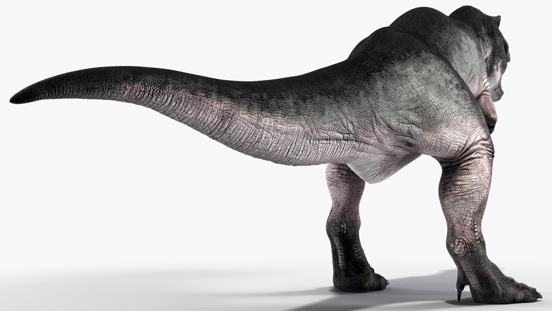 T Rex Roaring Animated Rigged 3D model