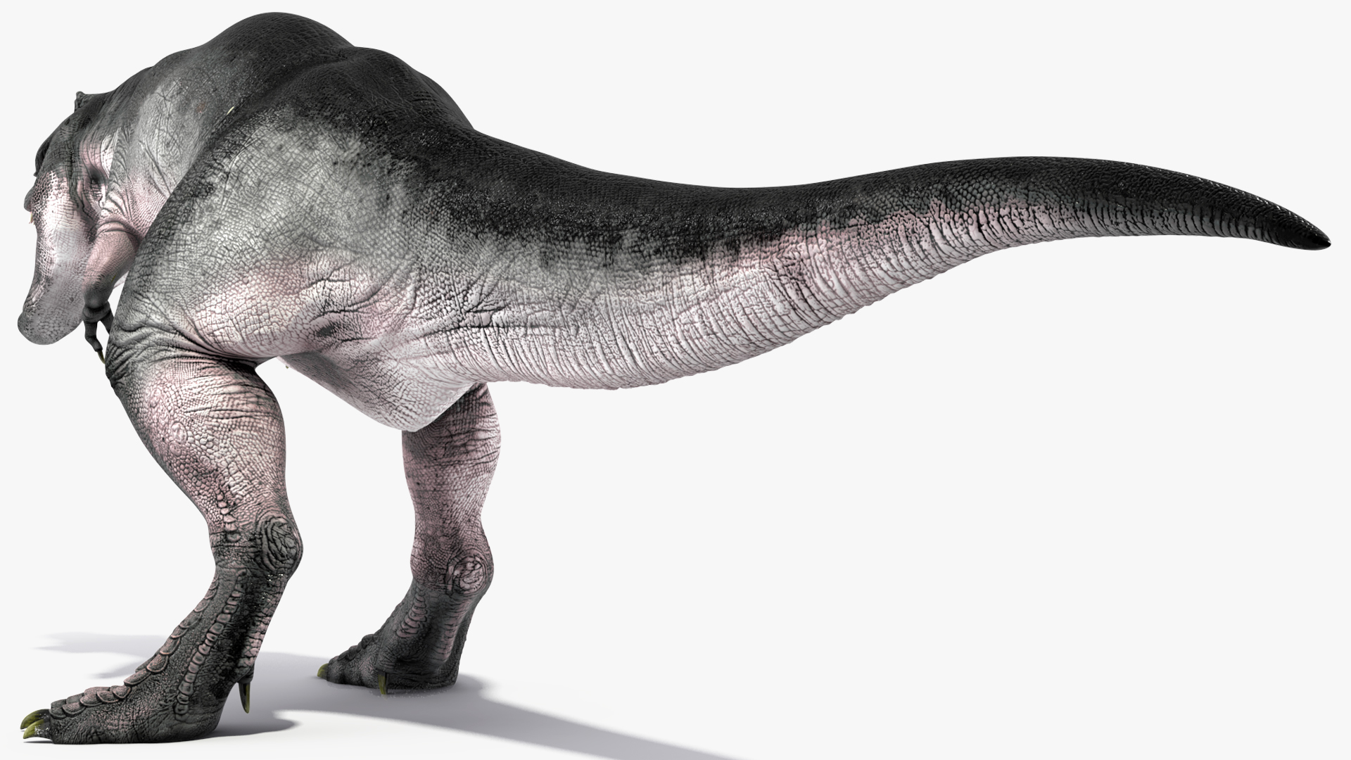 T Rex Roaring Animated Rigged 3D model