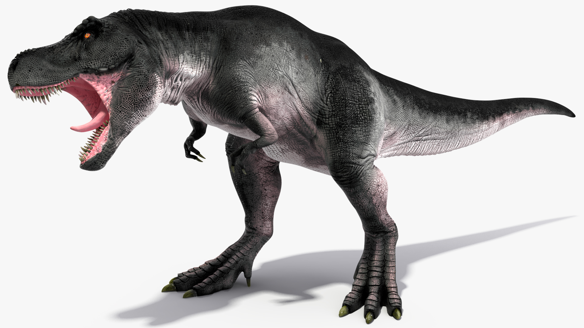 T Rex Roaring Animated Rigged 3D model