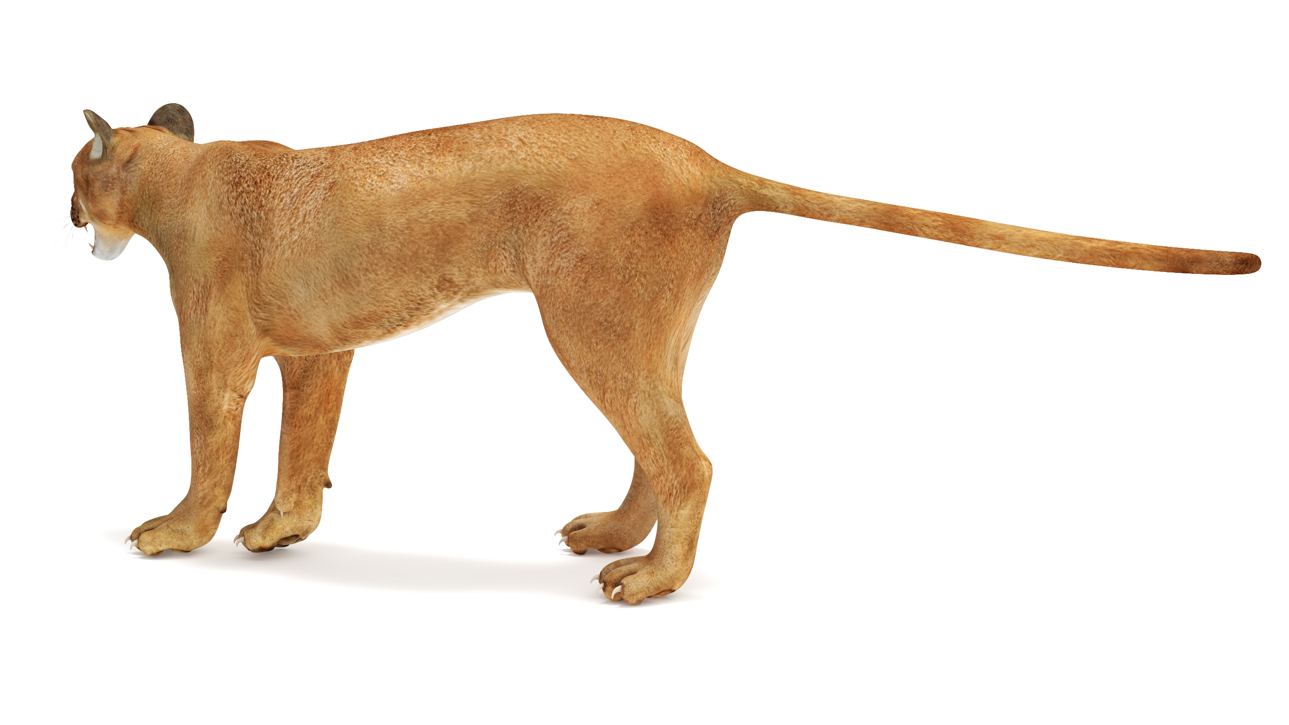 3D Snarling Puma model