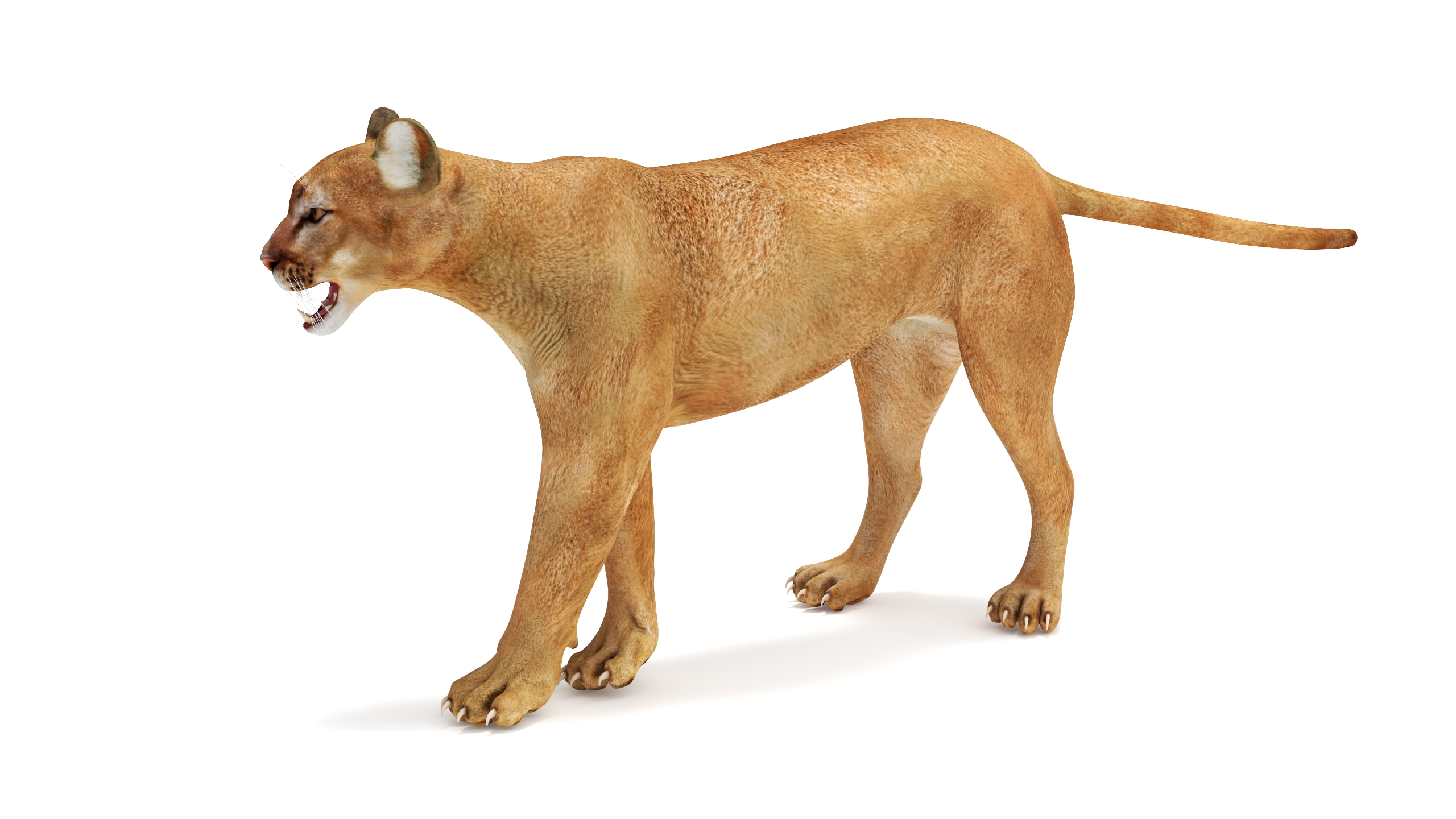 3D Snarling Puma model