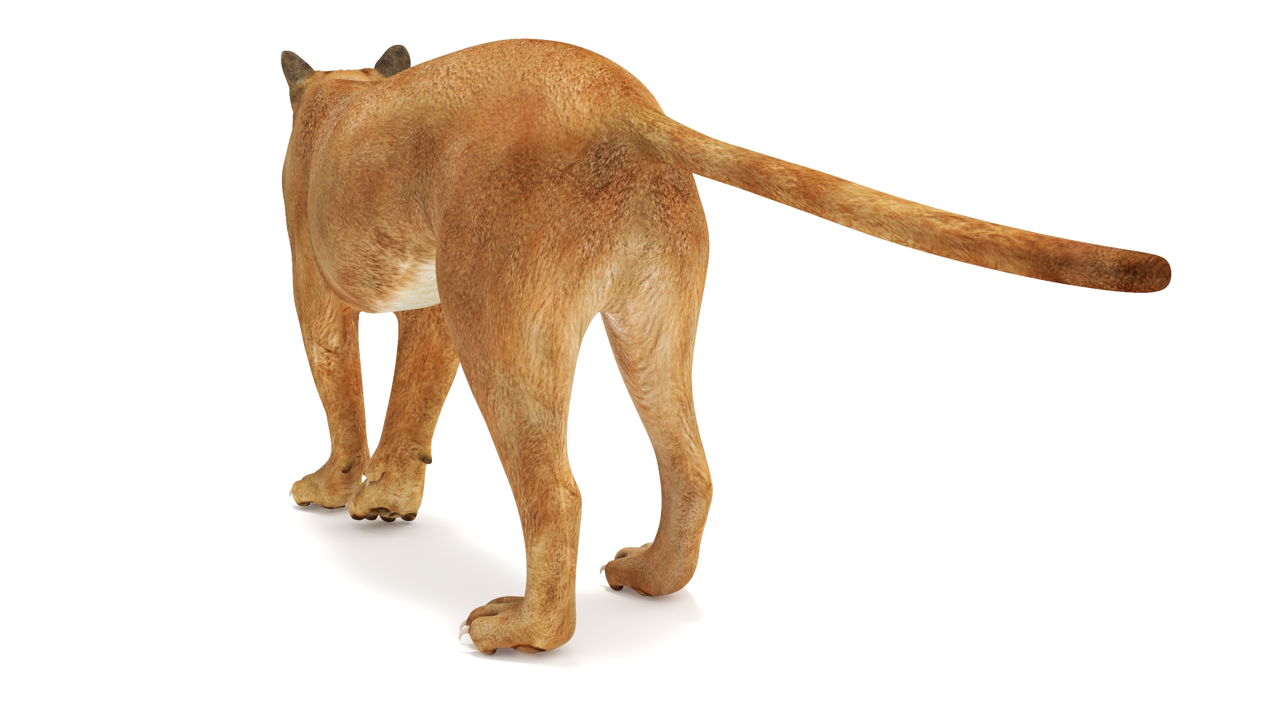 3D Snarling Puma model