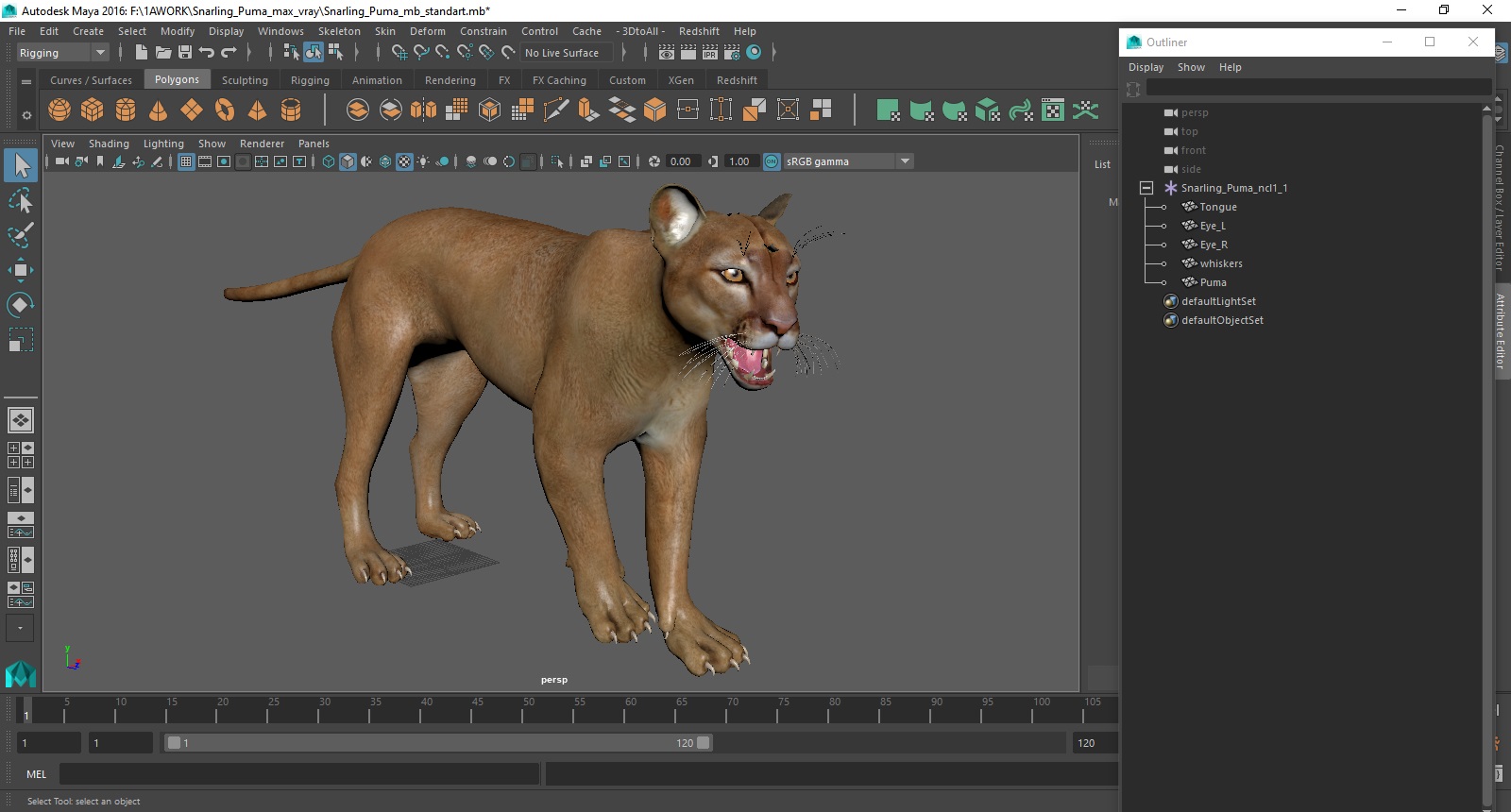 3D Snarling Puma model