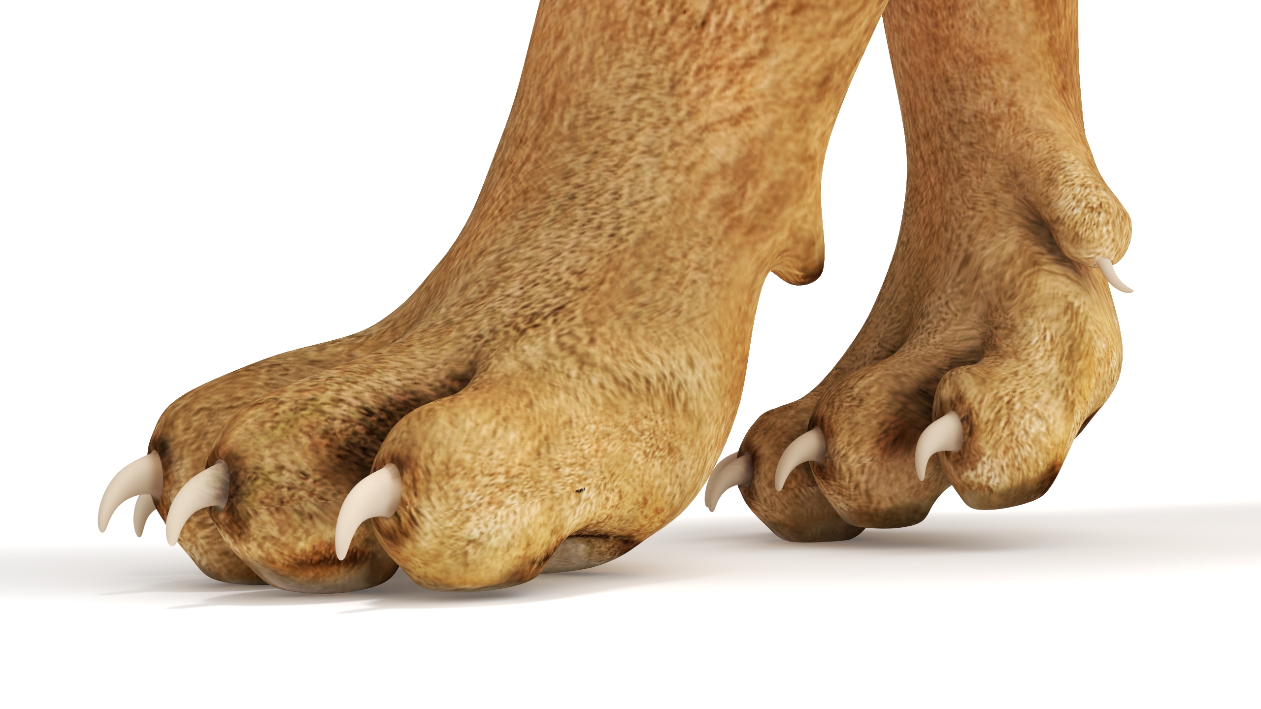 3D Snarling Puma model