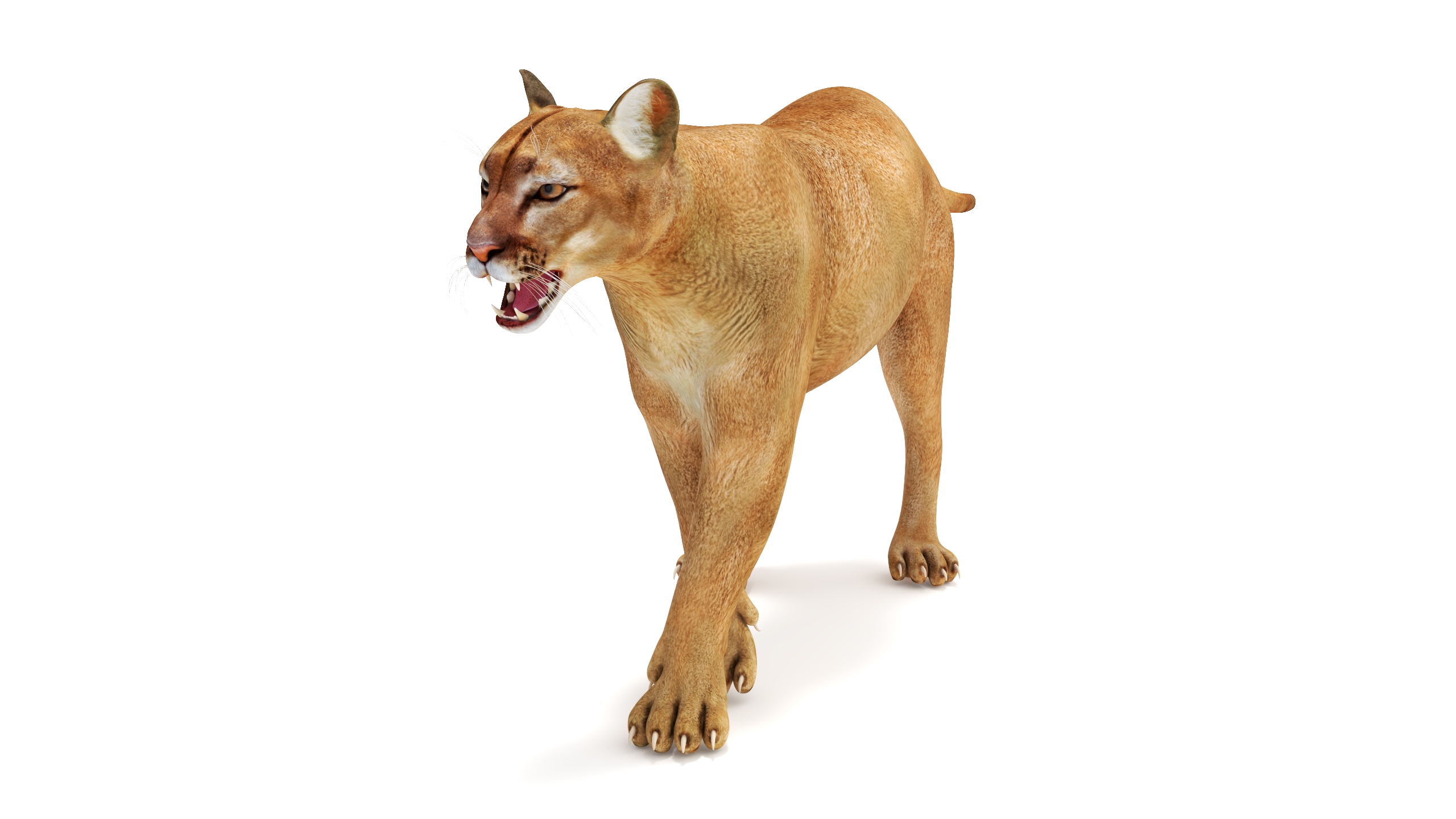3D Snarling Puma model