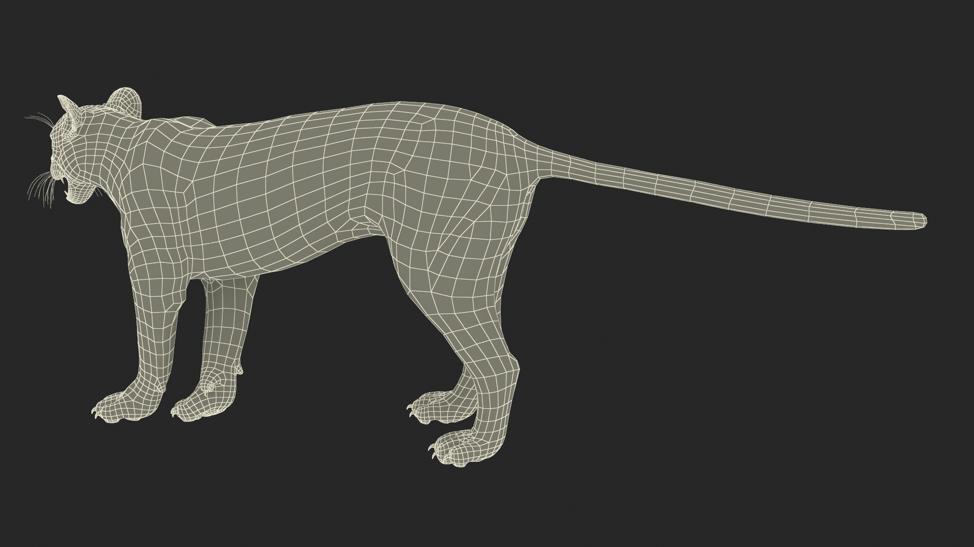 3D Snarling Puma model