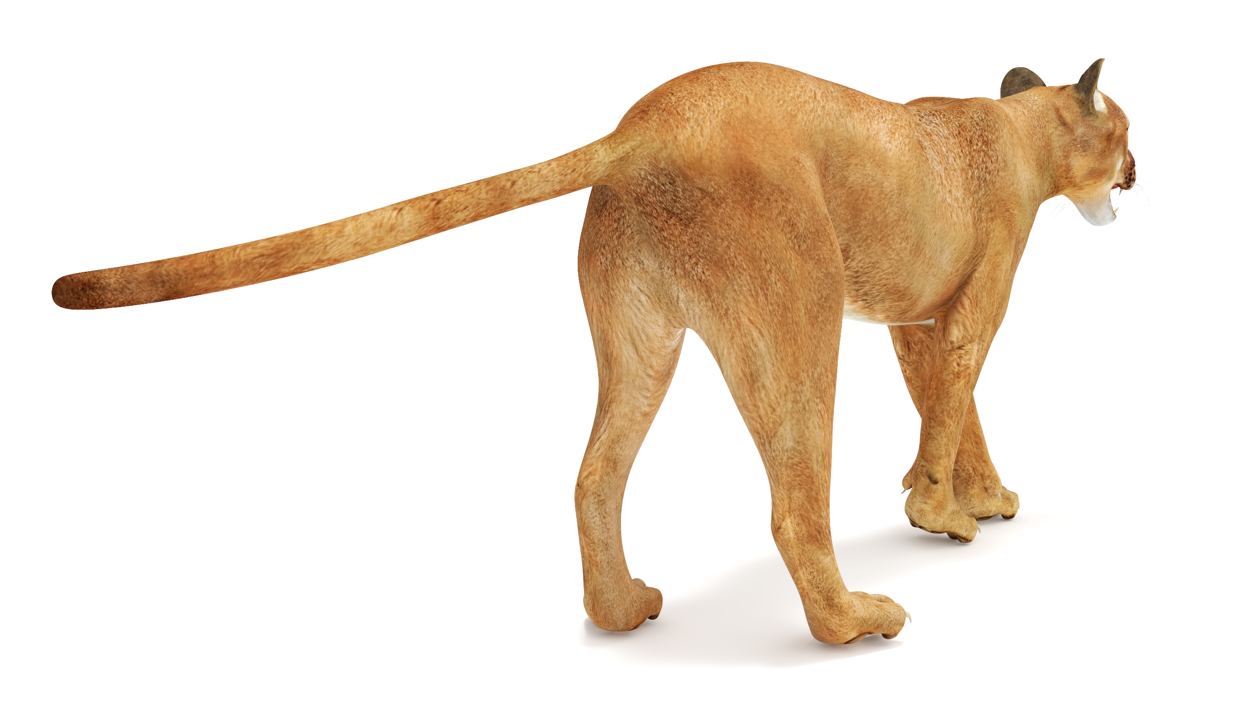 3D Snarling Puma model