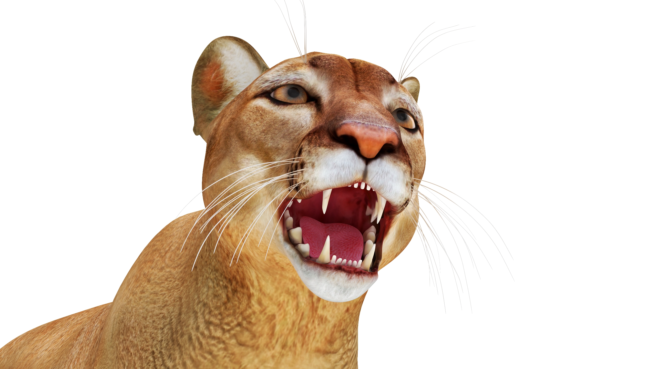 3D Snarling Puma model