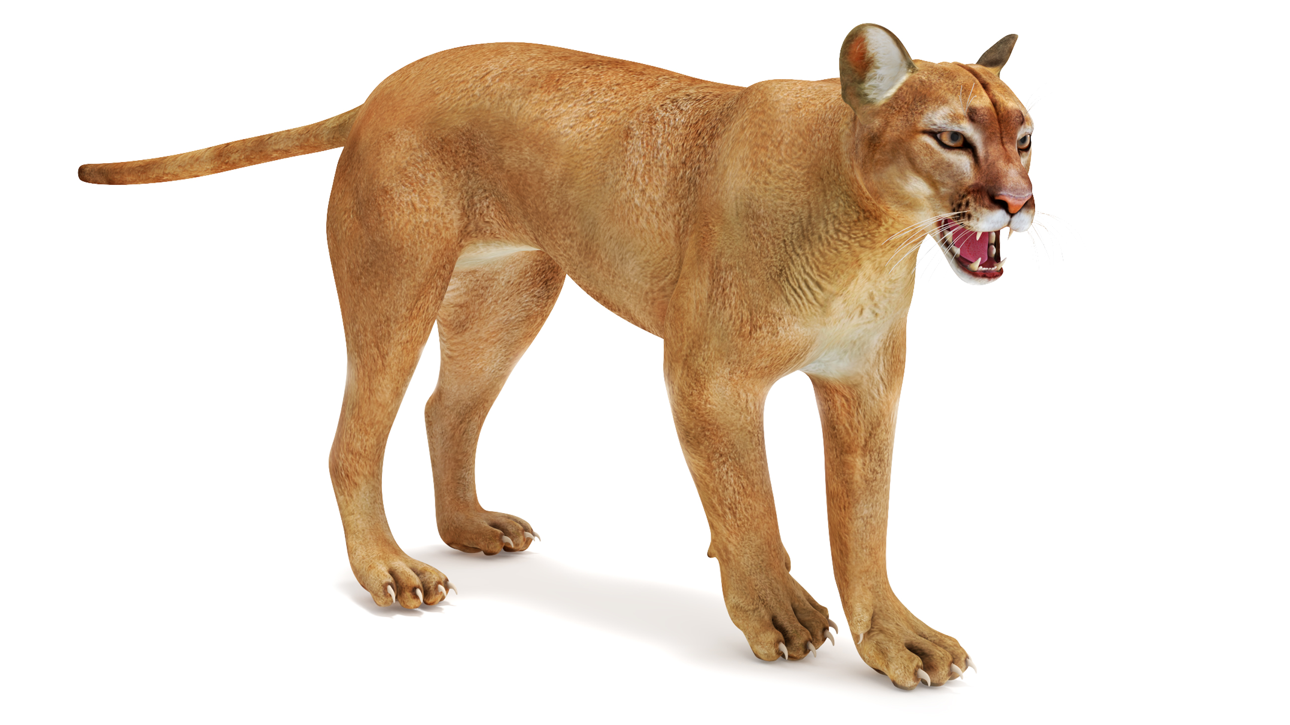 3D Snarling Puma model