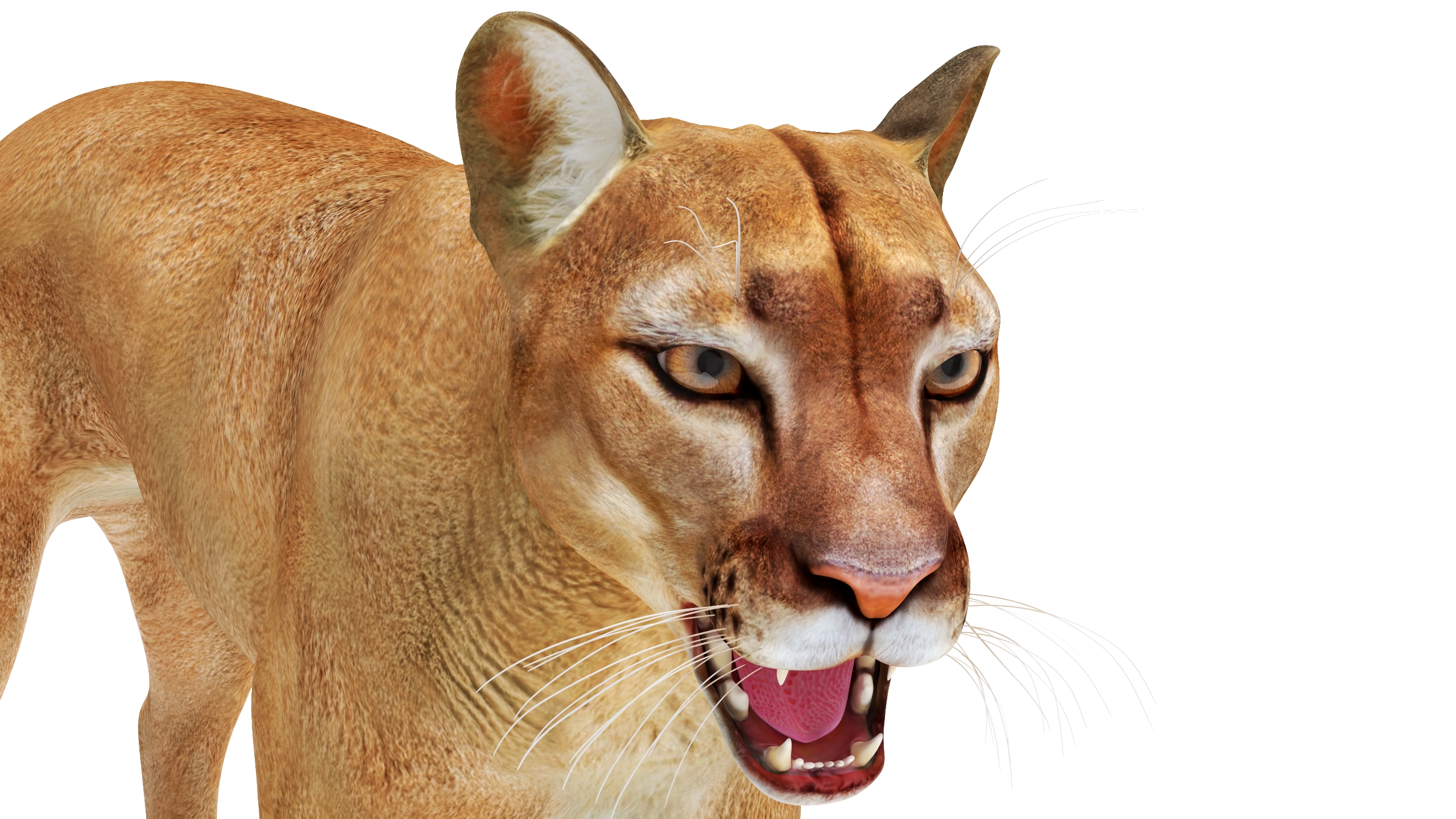 3D Snarling Puma model