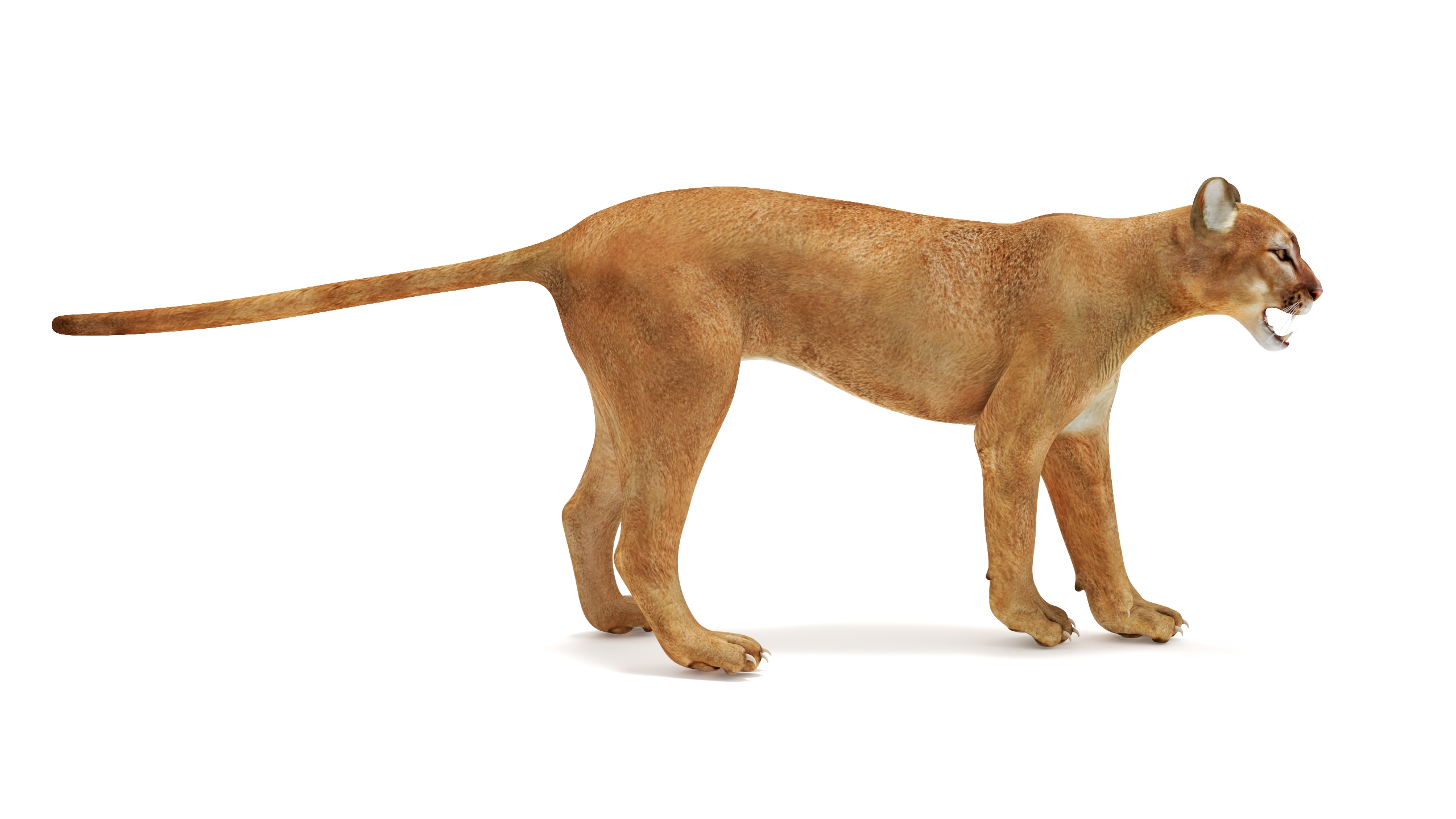 3D Snarling Puma model