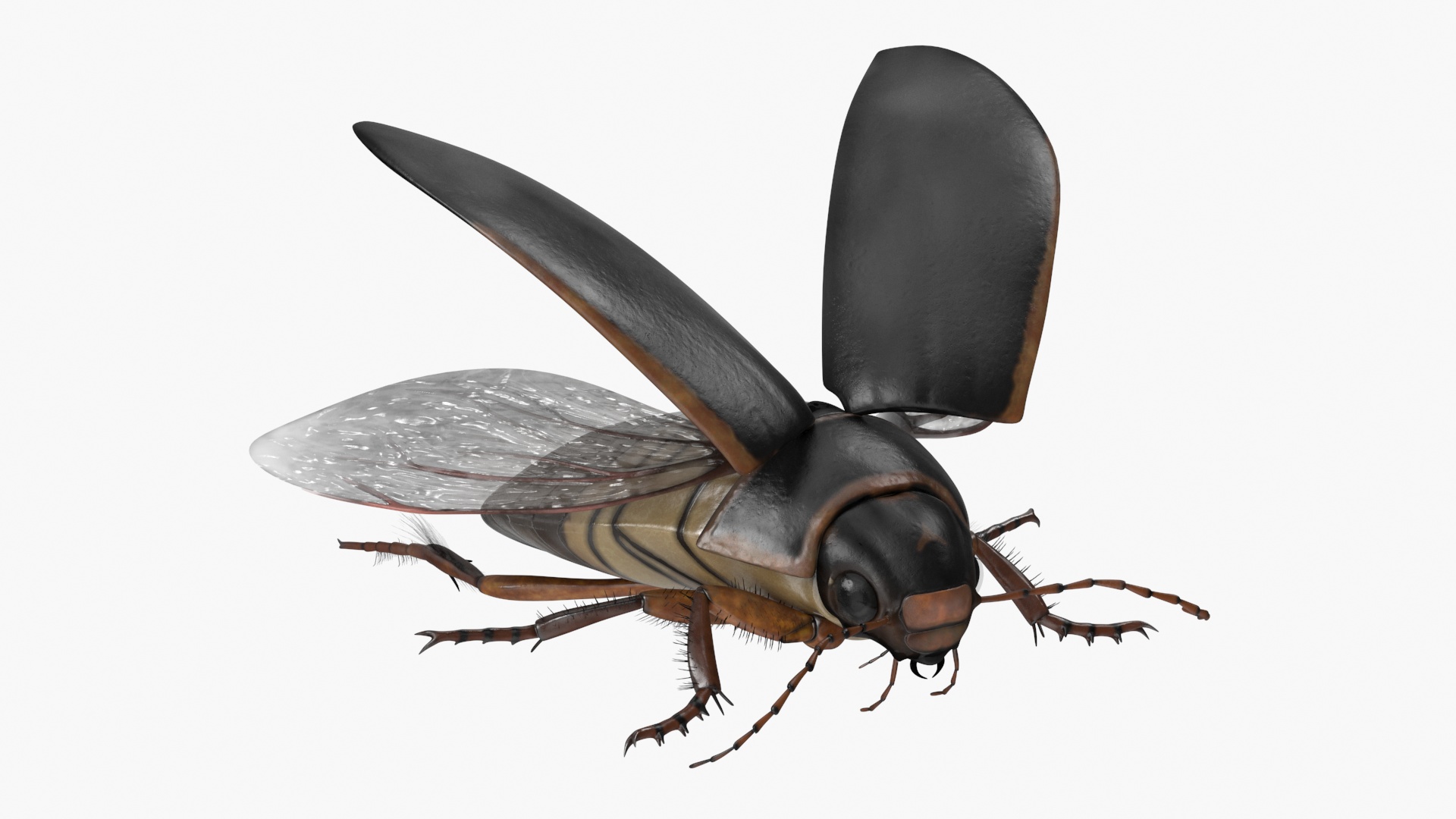 Aquatic Beetle Black Realistic Flying 3D