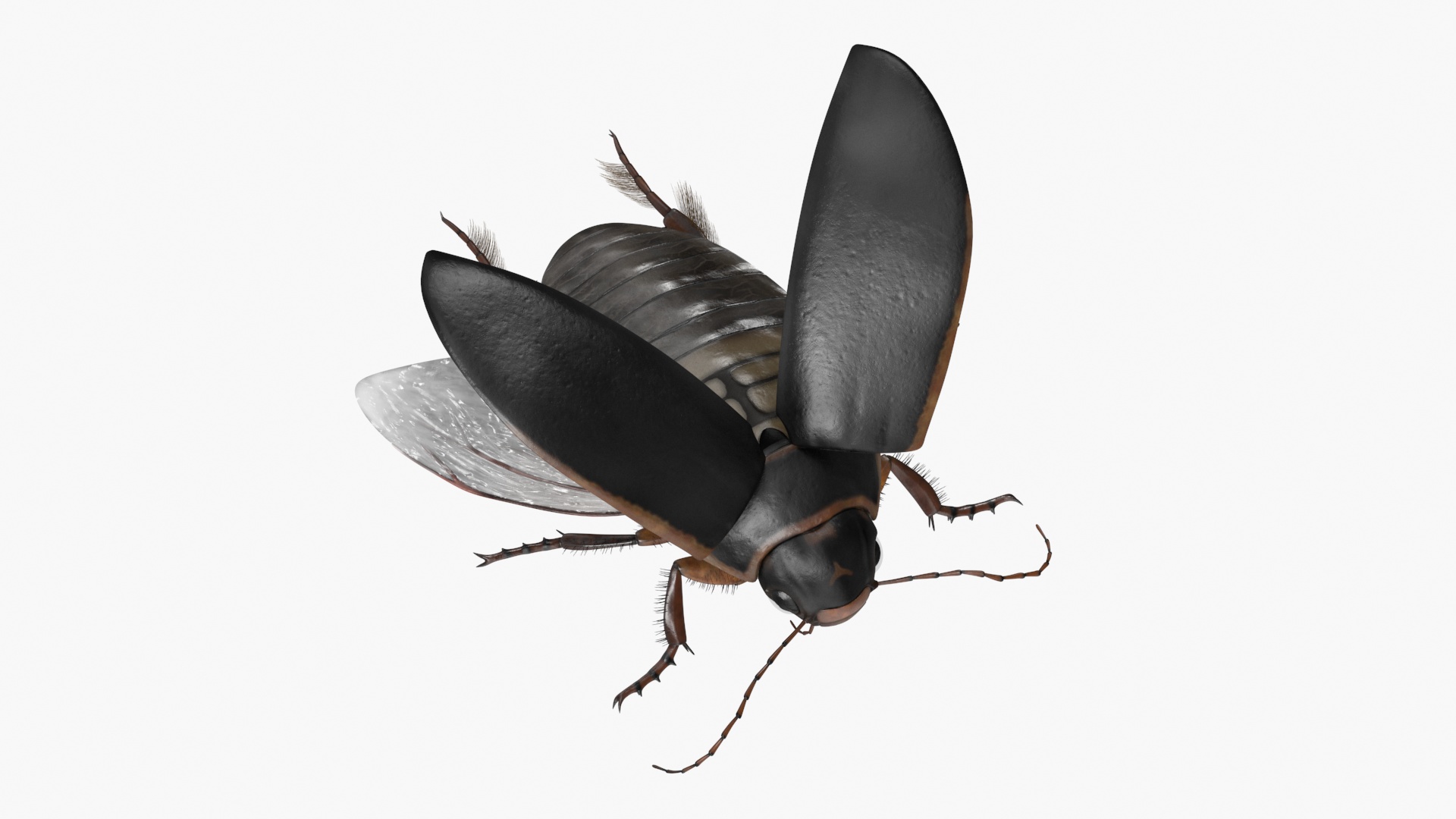 Aquatic Beetle Black Realistic Flying 3D