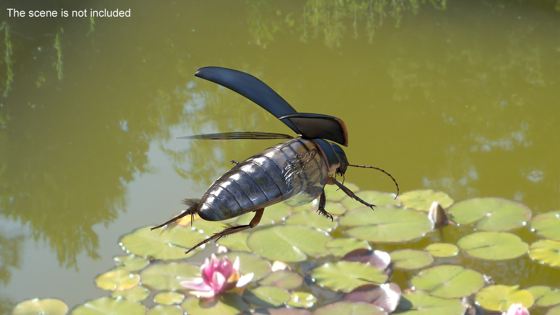 Aquatic Beetle Black Realistic Flying 3D