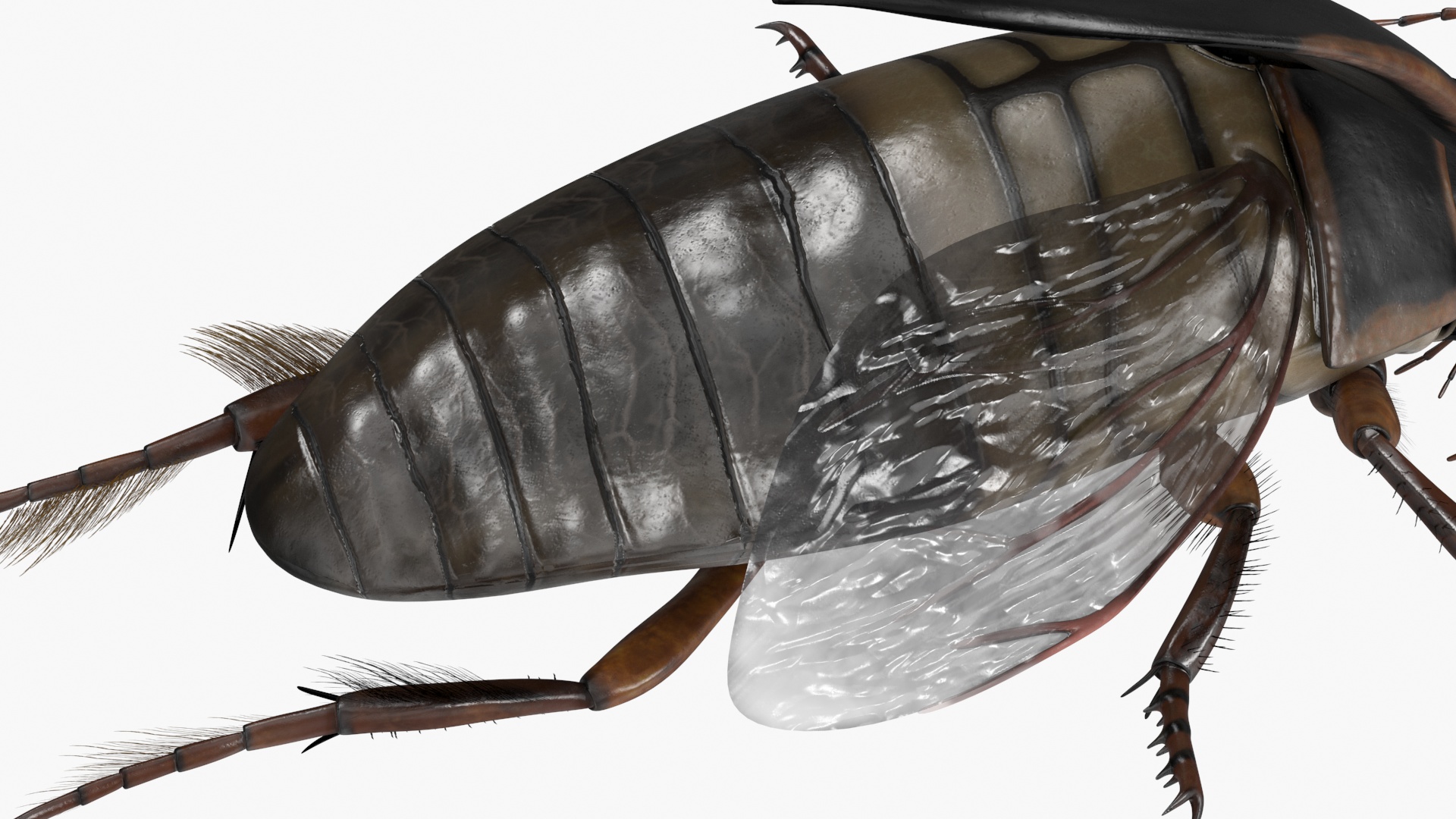Aquatic Beetle Black Realistic Flying 3D