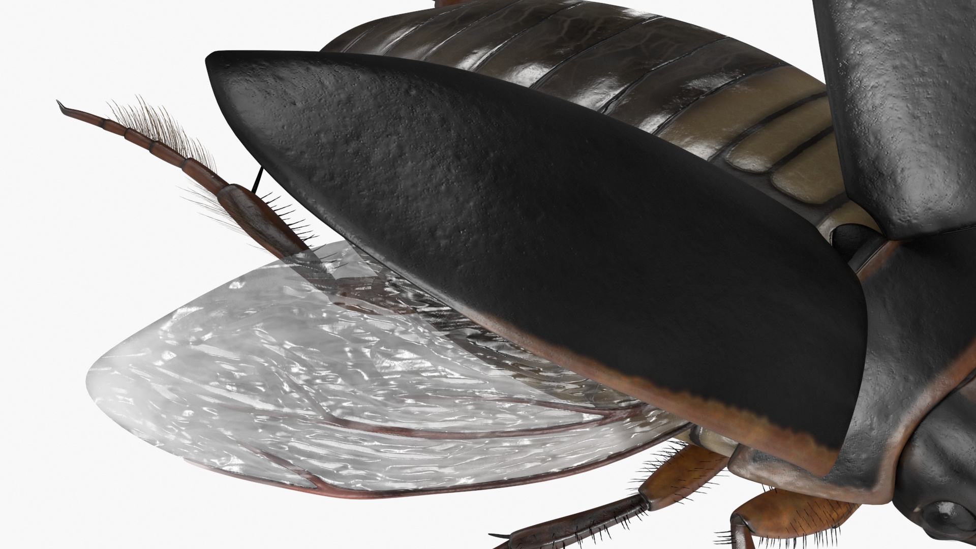 Aquatic Beetle Black Realistic Flying 3D
