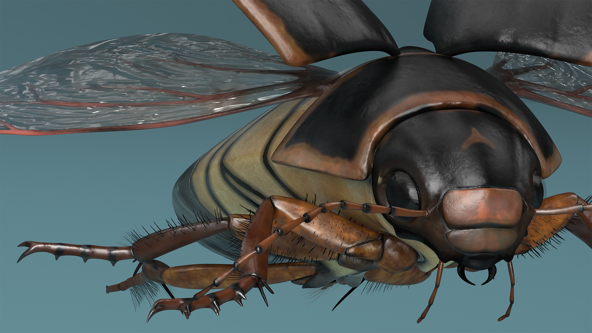 Aquatic Beetle Black Realistic Flying 3D