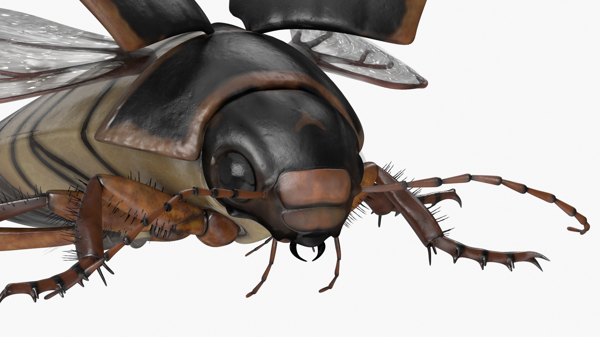 Aquatic Beetle Black Realistic Flying 3D