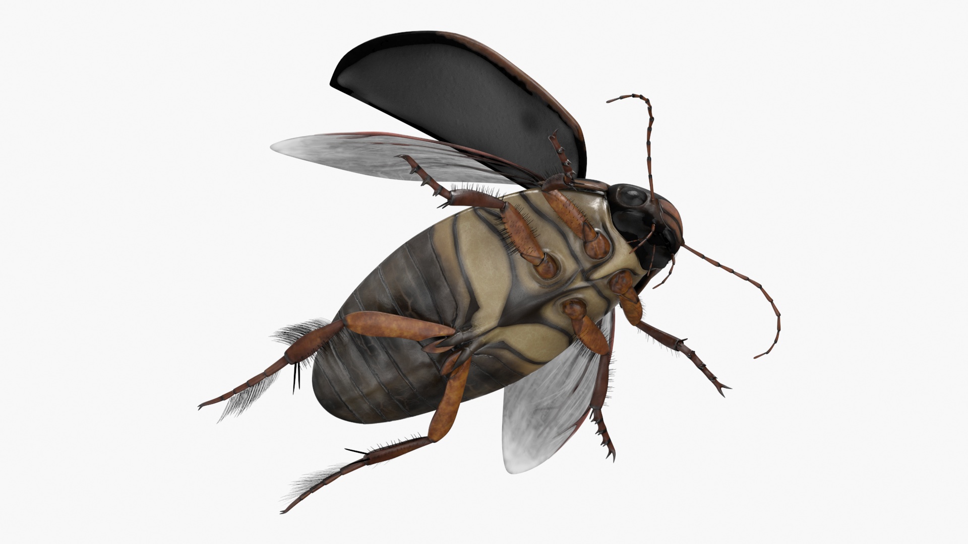 Aquatic Beetle Black Realistic Flying 3D