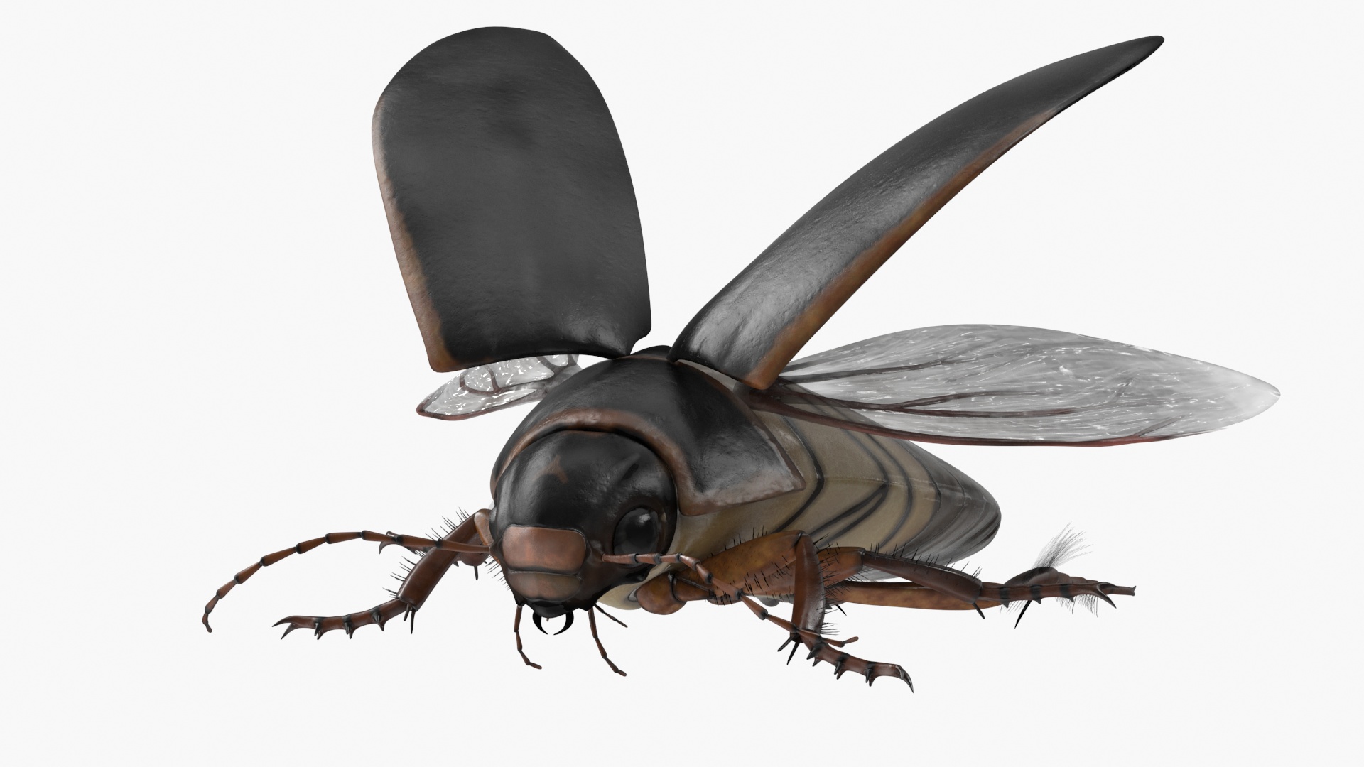 Aquatic Beetle Black Realistic Flying 3D