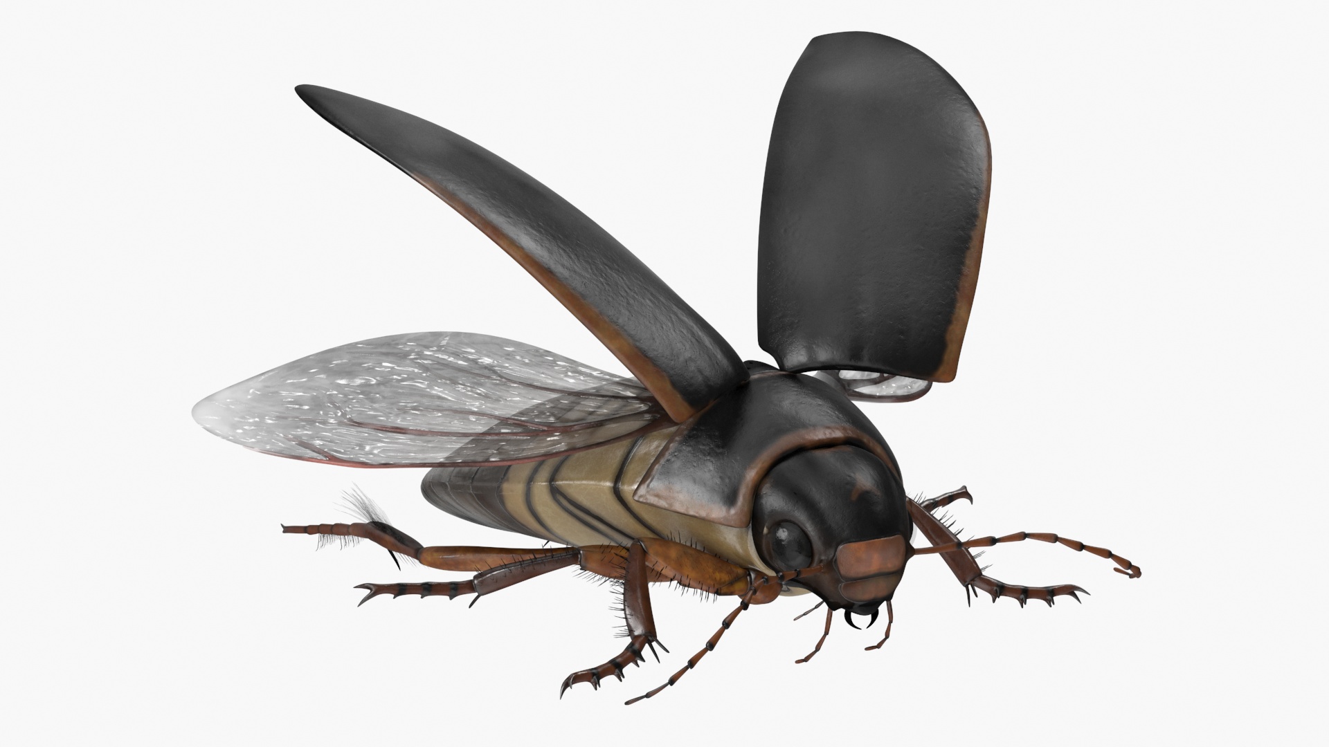 Aquatic Beetle Black Realistic Flying 3D