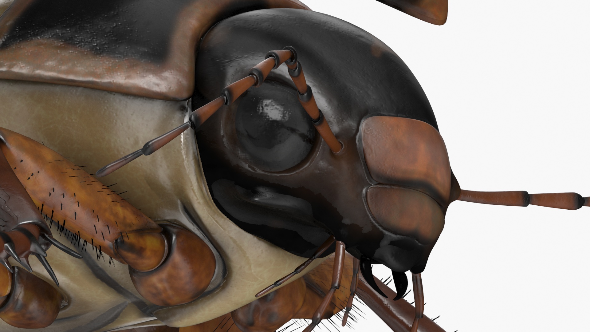 Aquatic Beetle Black Realistic Flying 3D