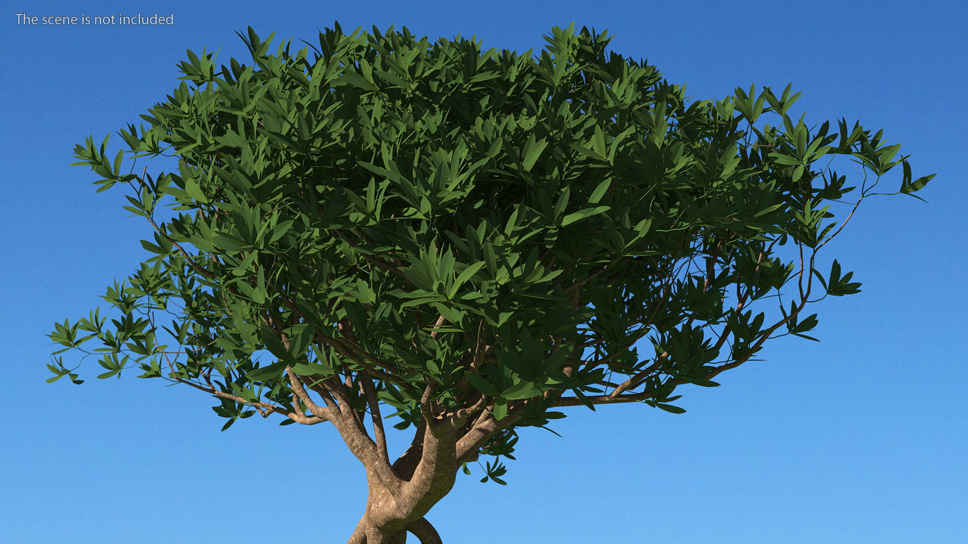 3D model Round Soil Ground Cross Section with Tree Fur