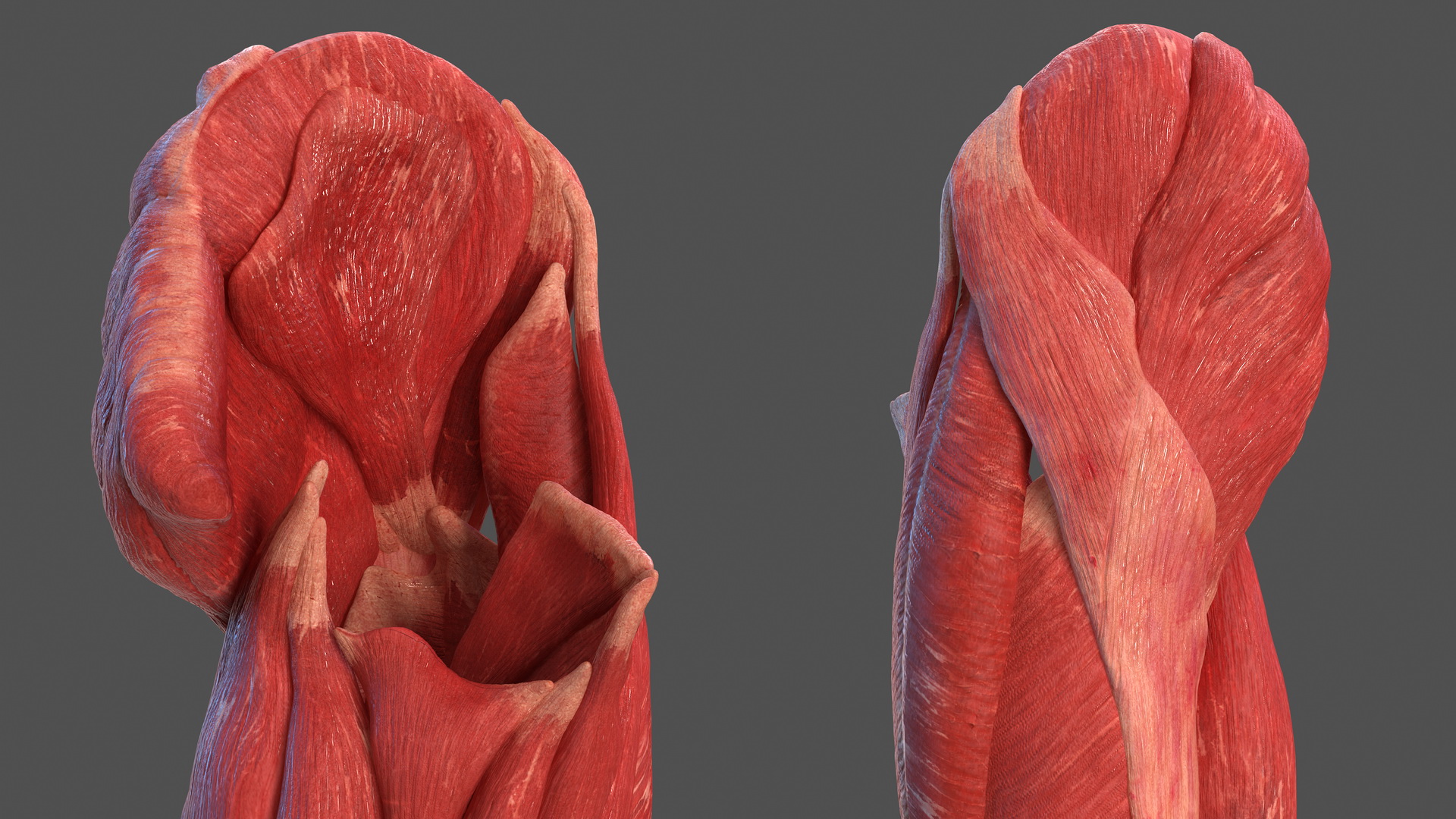 3D model Human Leg Muscular System
