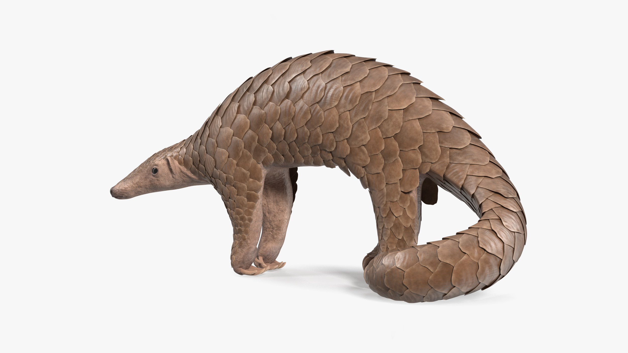 Pangolin Rigged for Cinema 4D 3D model