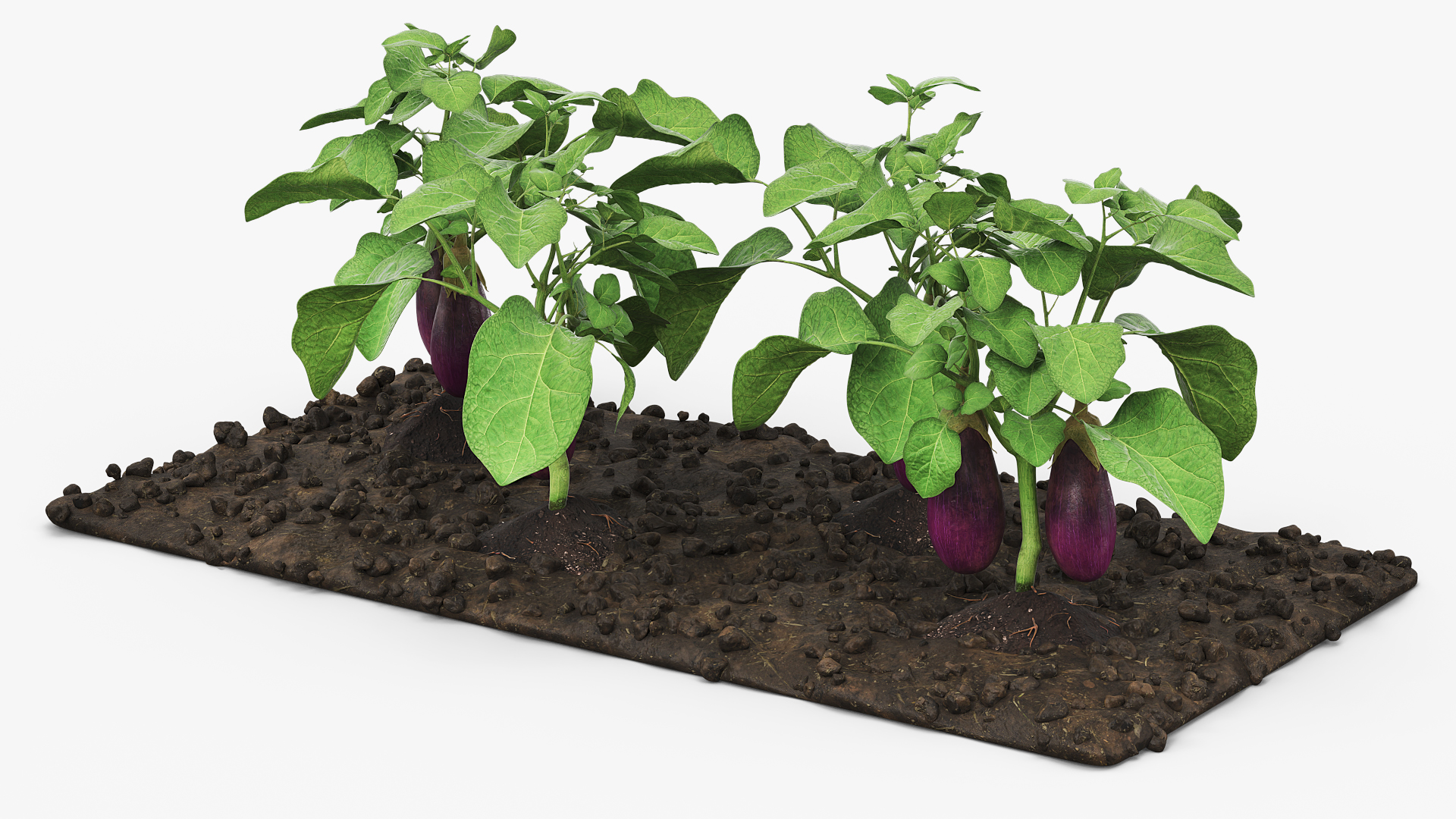Eggplant Plants with Cultivated Soil Purple
