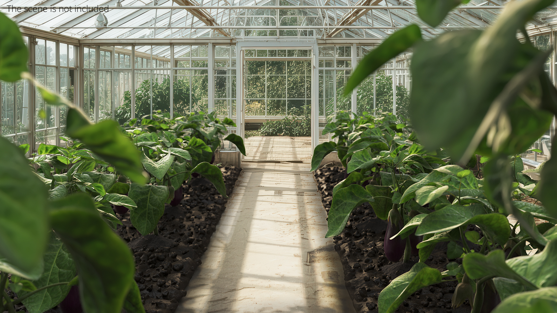 Eggplant Plants with Cultivated Soil Purple, view 2