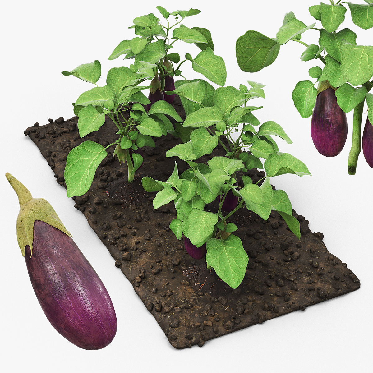 Eggplant Plants with Cultivated Soil Purple
