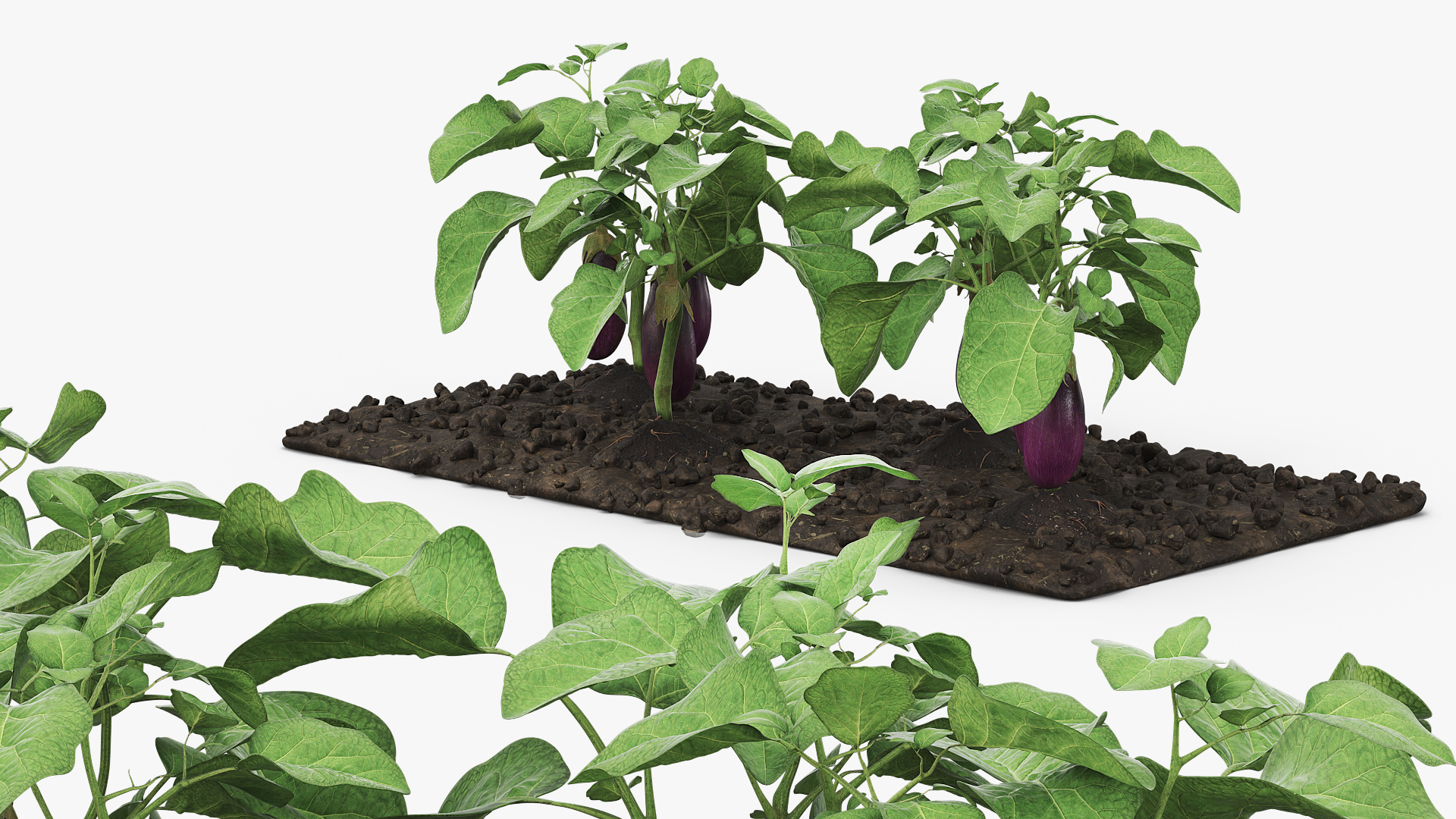 Eggplant Plants with Cultivated Soil Purple, view 4