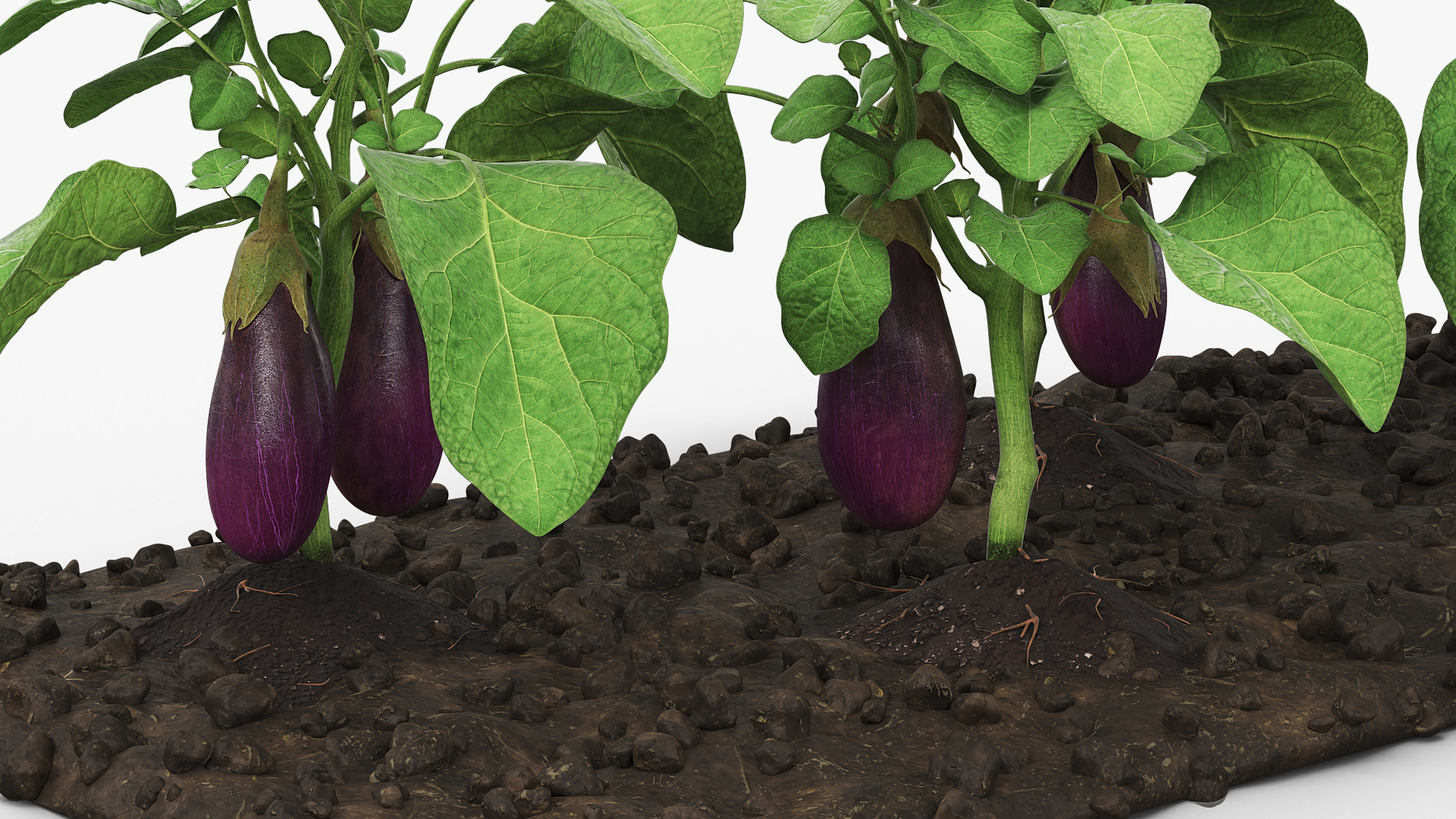 Eggplant Plants with Cultivated Soil Purple, view 3