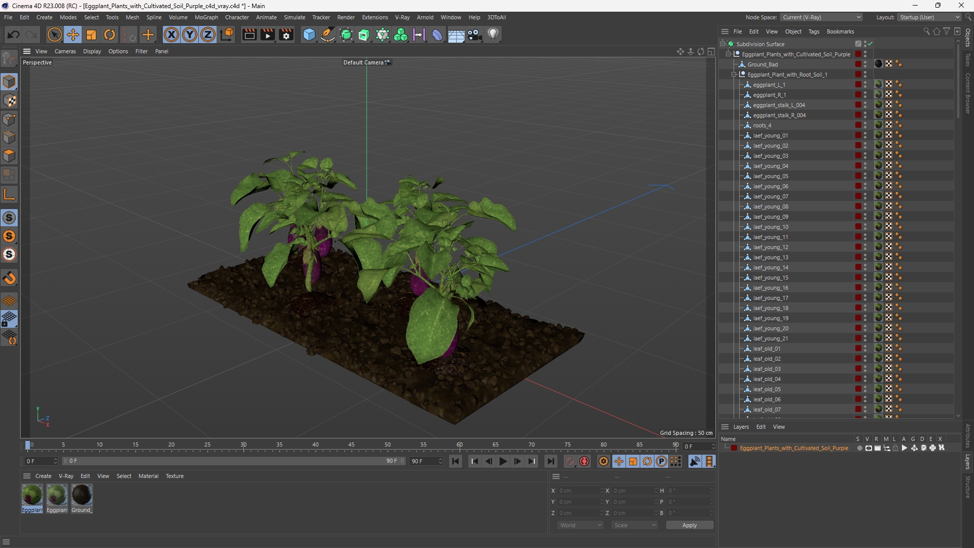 Eggplant Plants with Cultivated Soil Purple, view 11