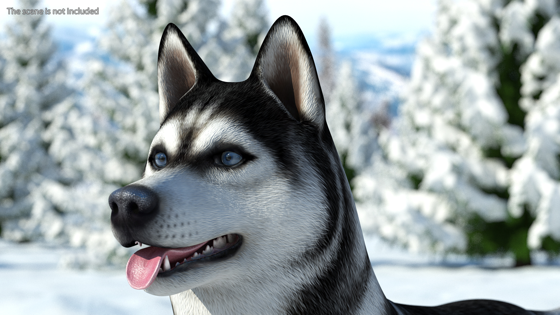 3D model Siberian Husky Black and White Coat