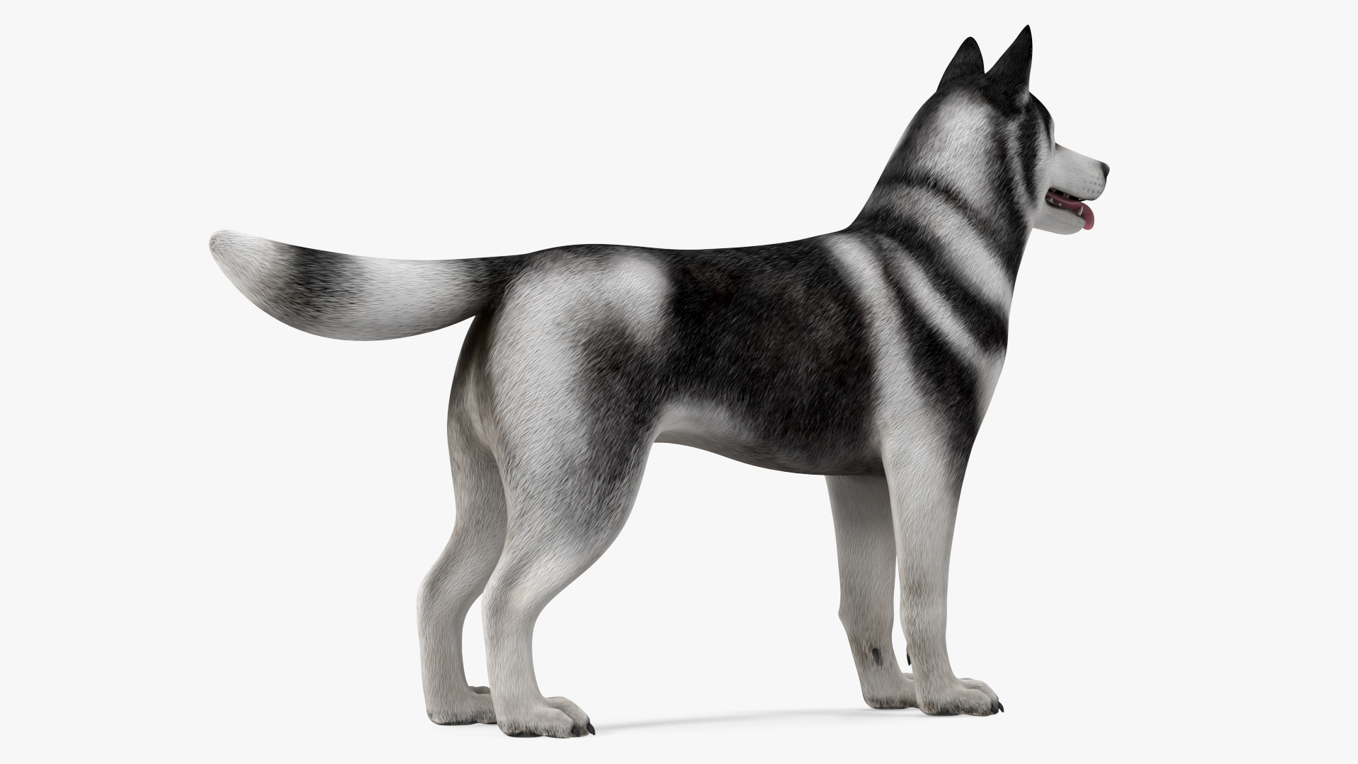 3D model Siberian Husky Black and White Coat