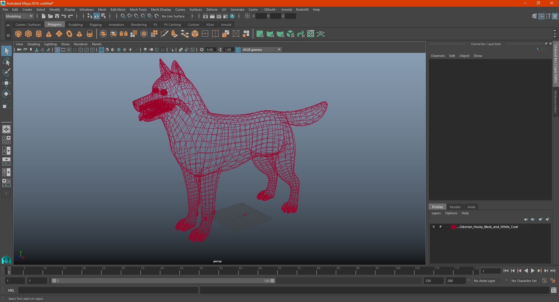3D model Siberian Husky Black and White Coat