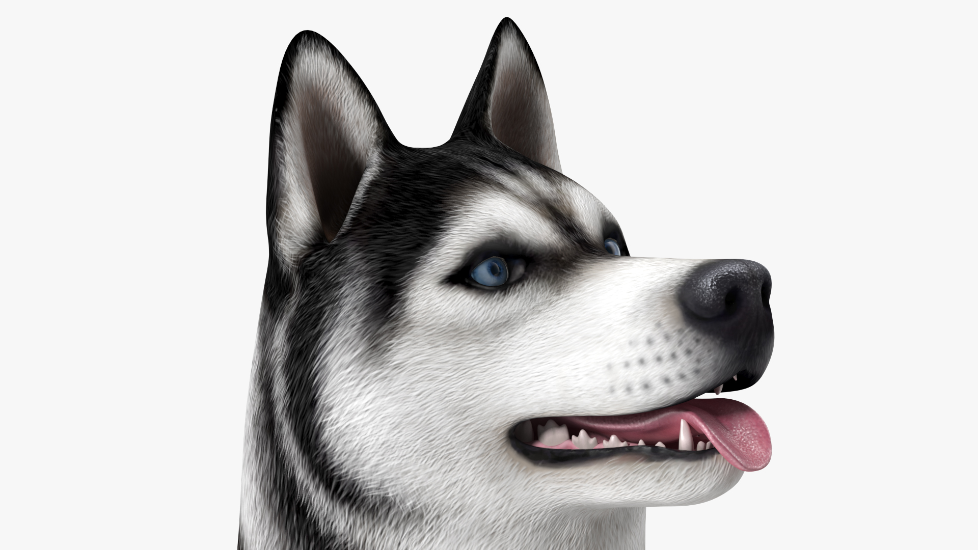 3D model Siberian Husky Black and White Coat