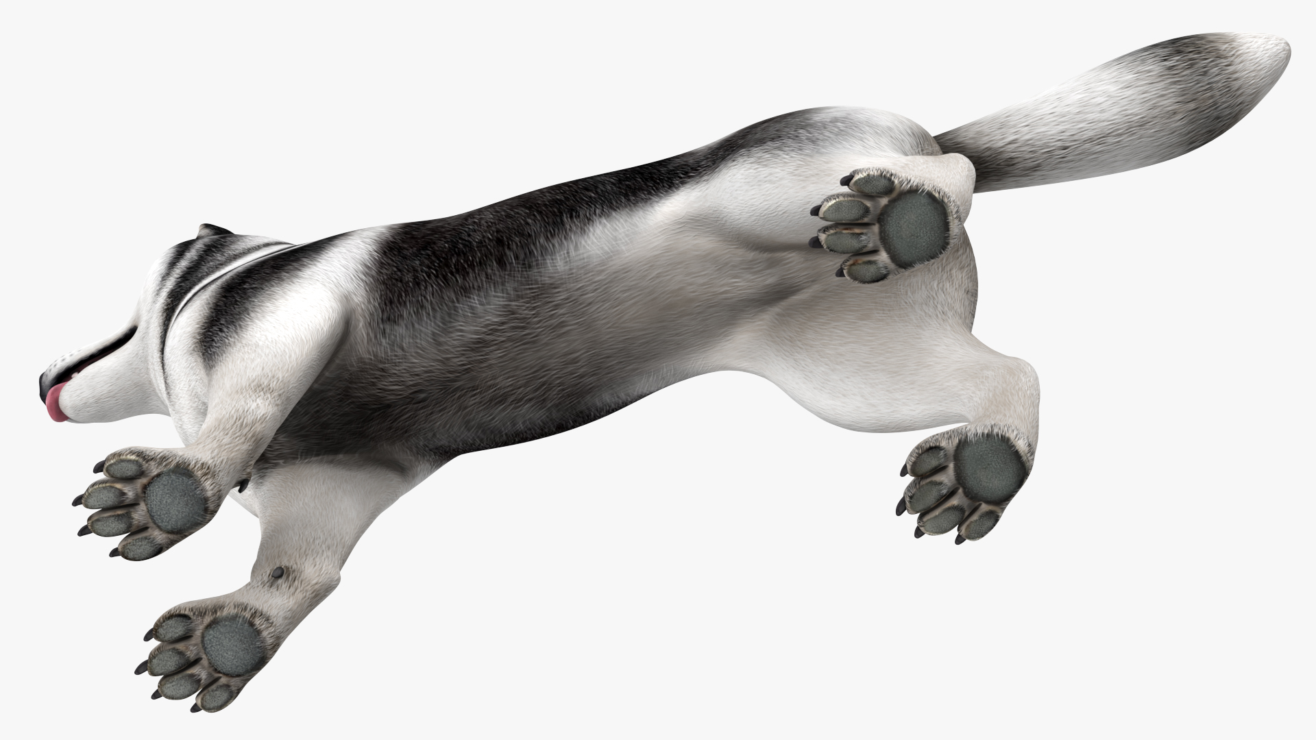 3D model Siberian Husky Black and White Coat