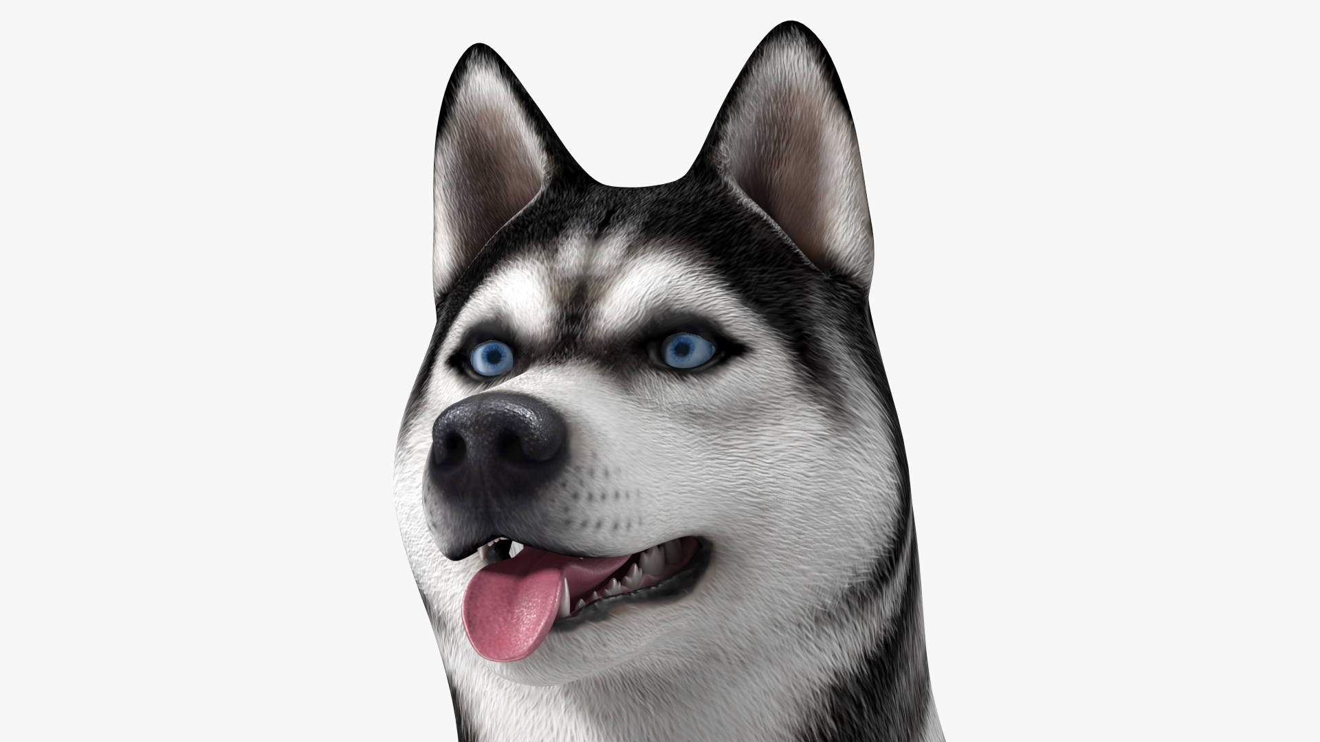 3D model Siberian Husky Black and White Coat