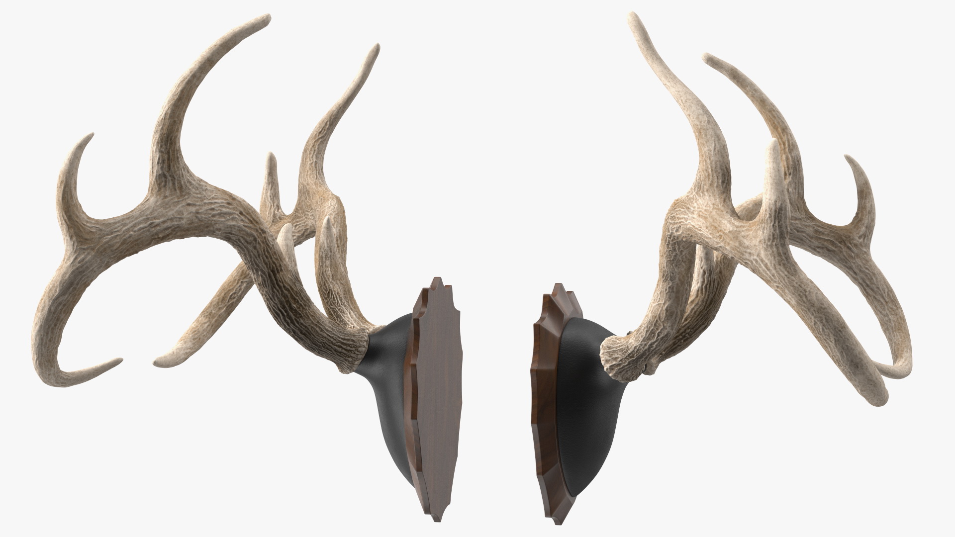 3D Deer Antlers on a Wall Mount model