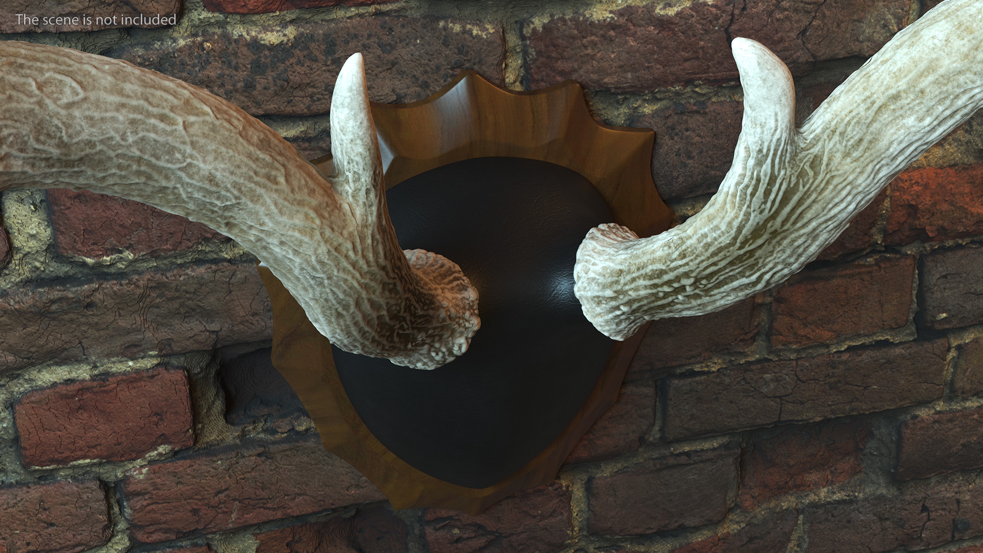 3D Deer Antlers on a Wall Mount model