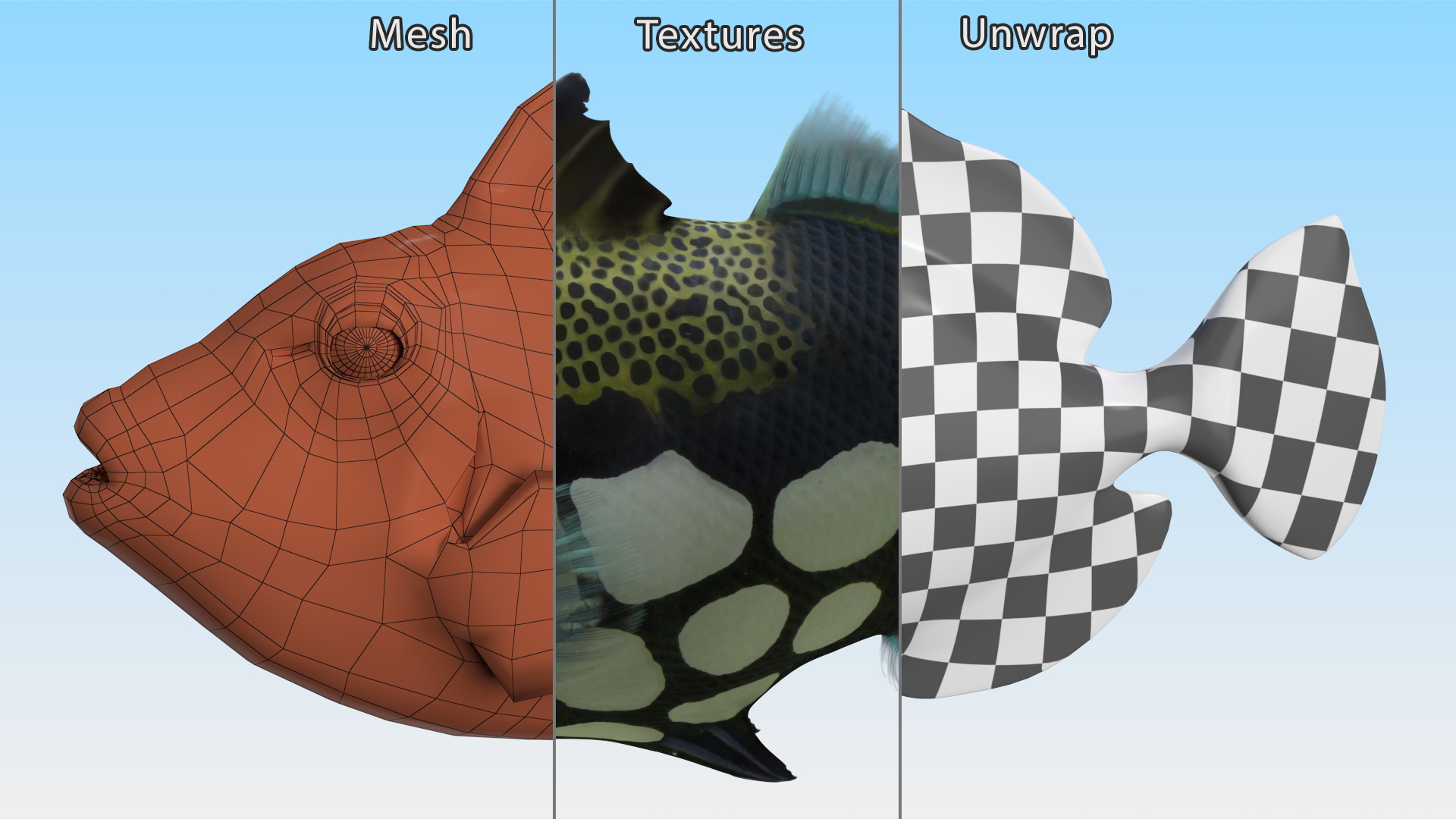 3D Realistic Clown Trigger Fish model