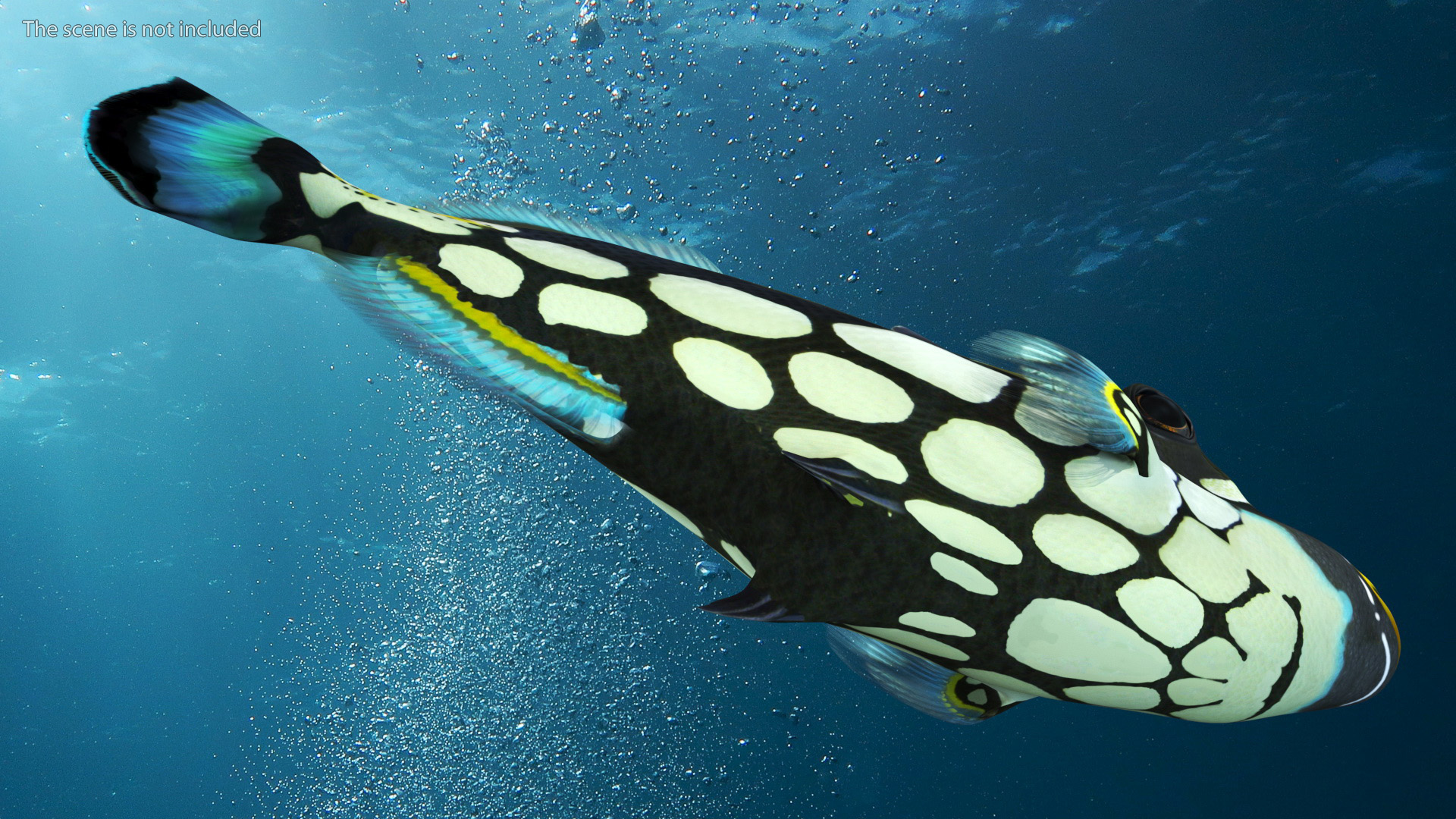 3D Realistic Clown Trigger Fish model
