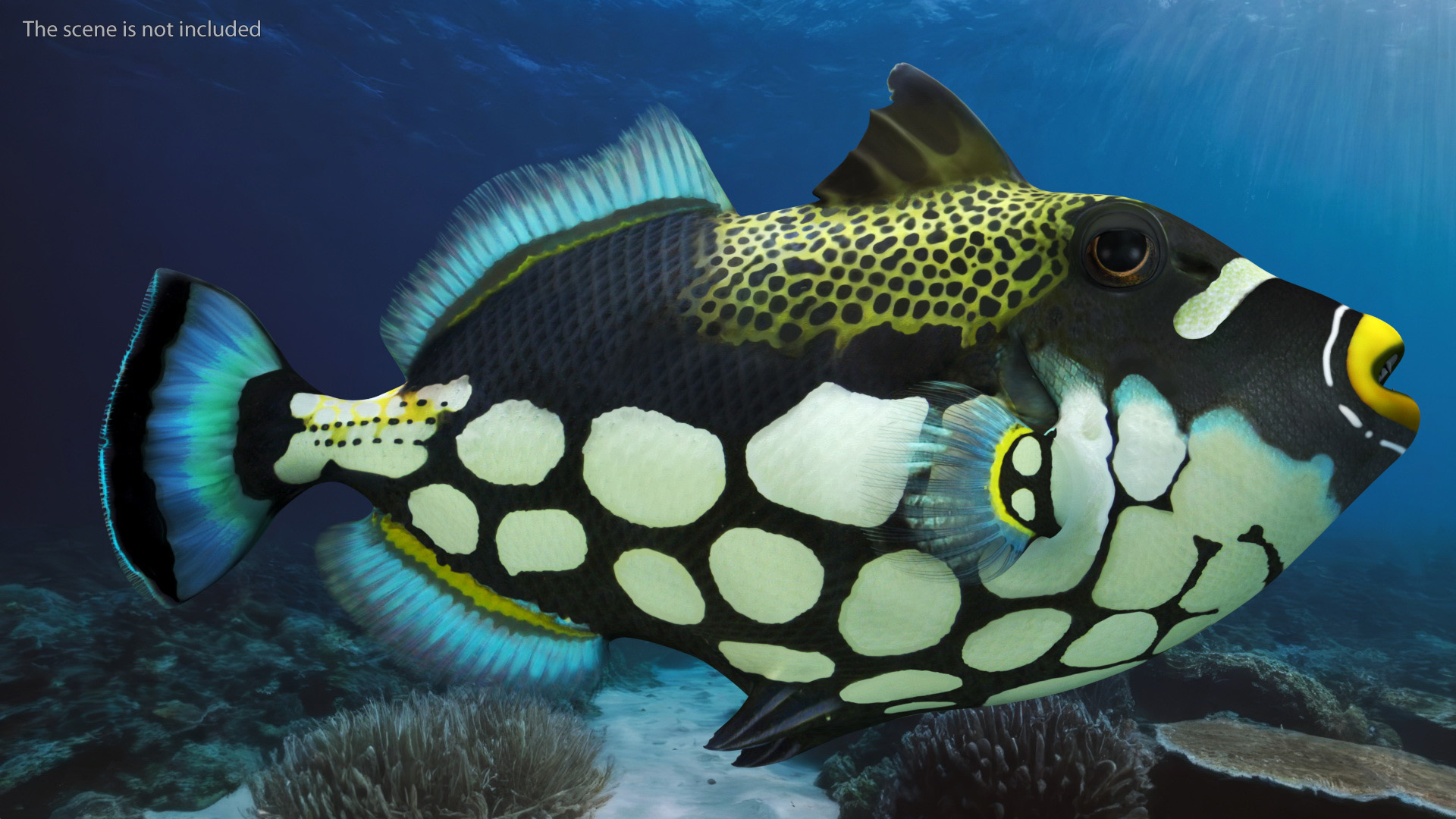 3D Realistic Clown Trigger Fish model