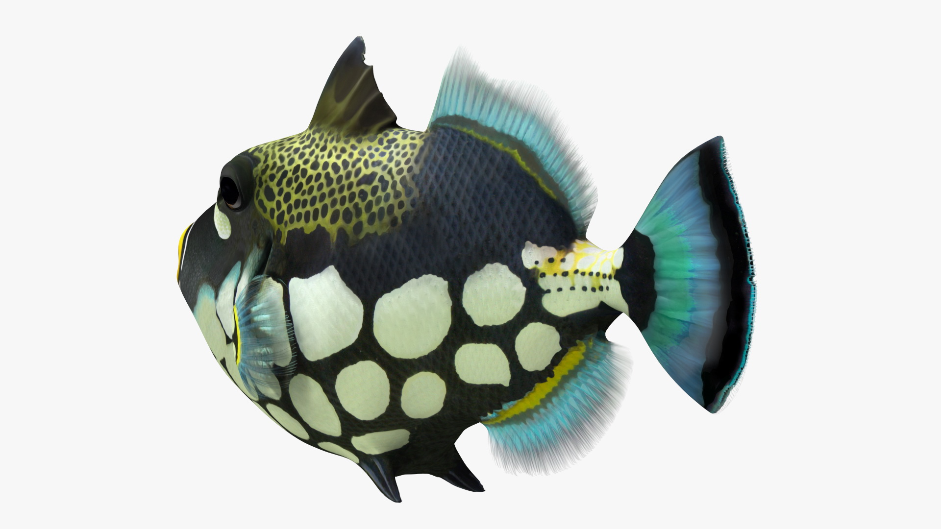 3D Realistic Clown Trigger Fish model