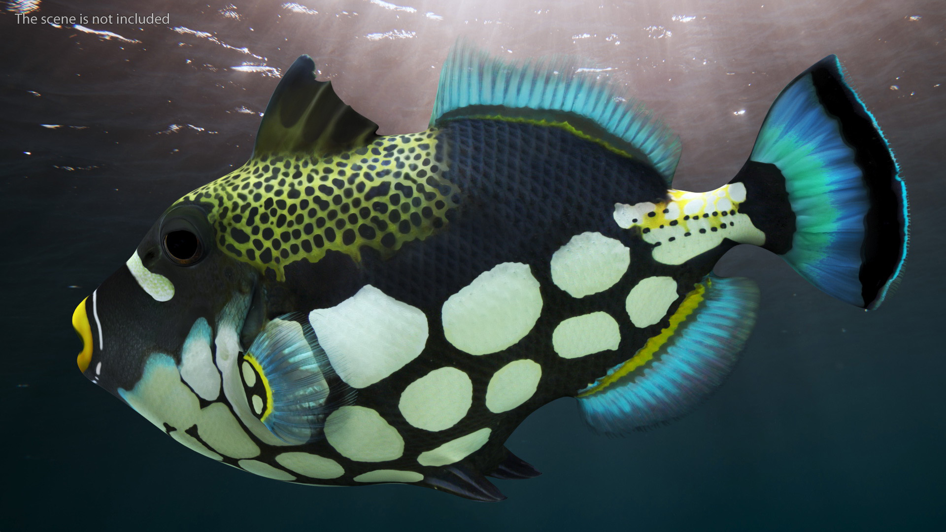 3D Realistic Clown Trigger Fish model